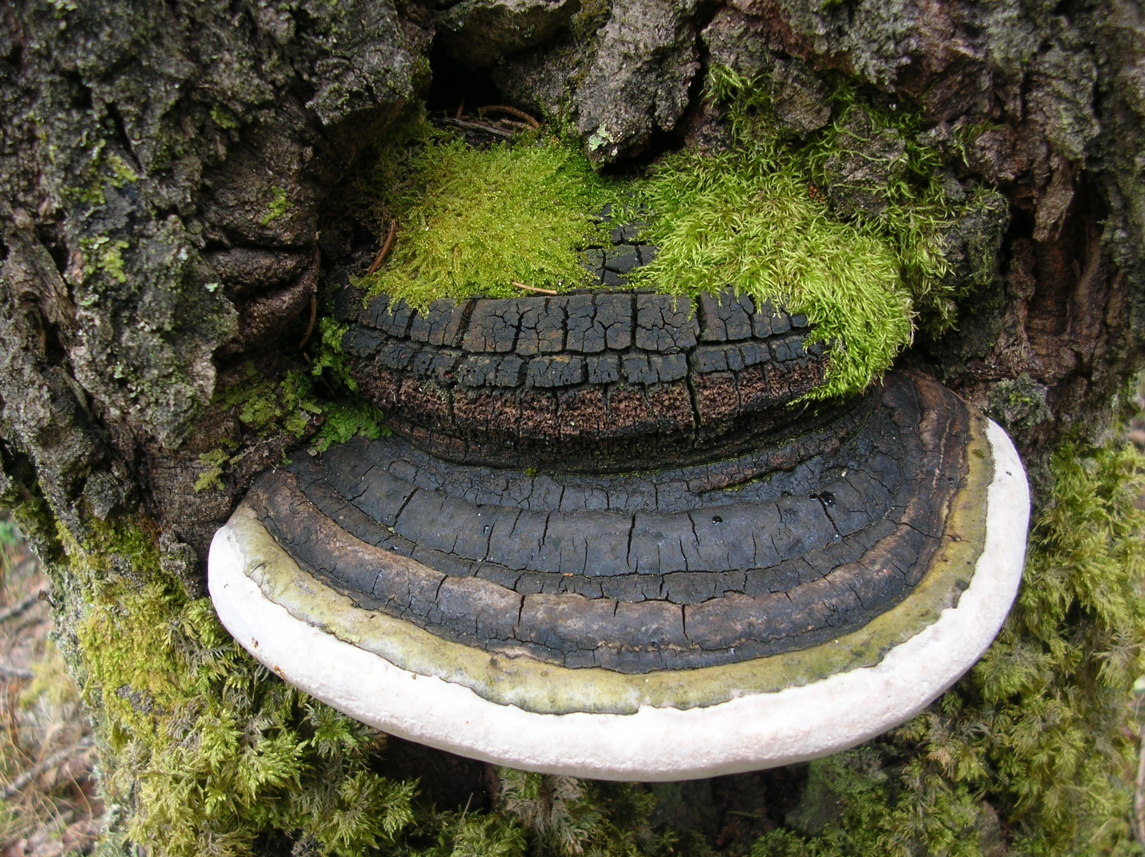 : Phellinus populicola.