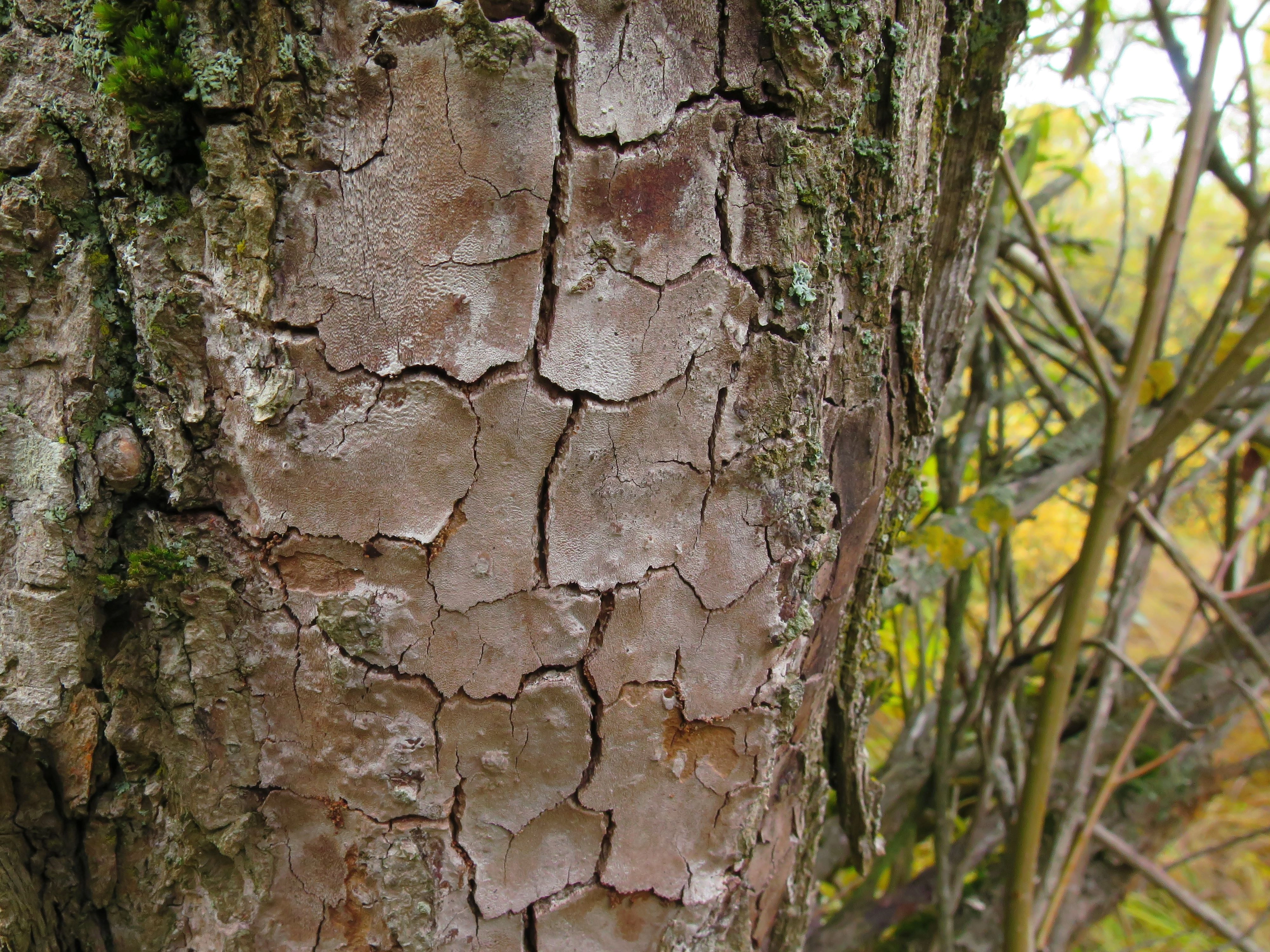 : Phellinus punctatus.