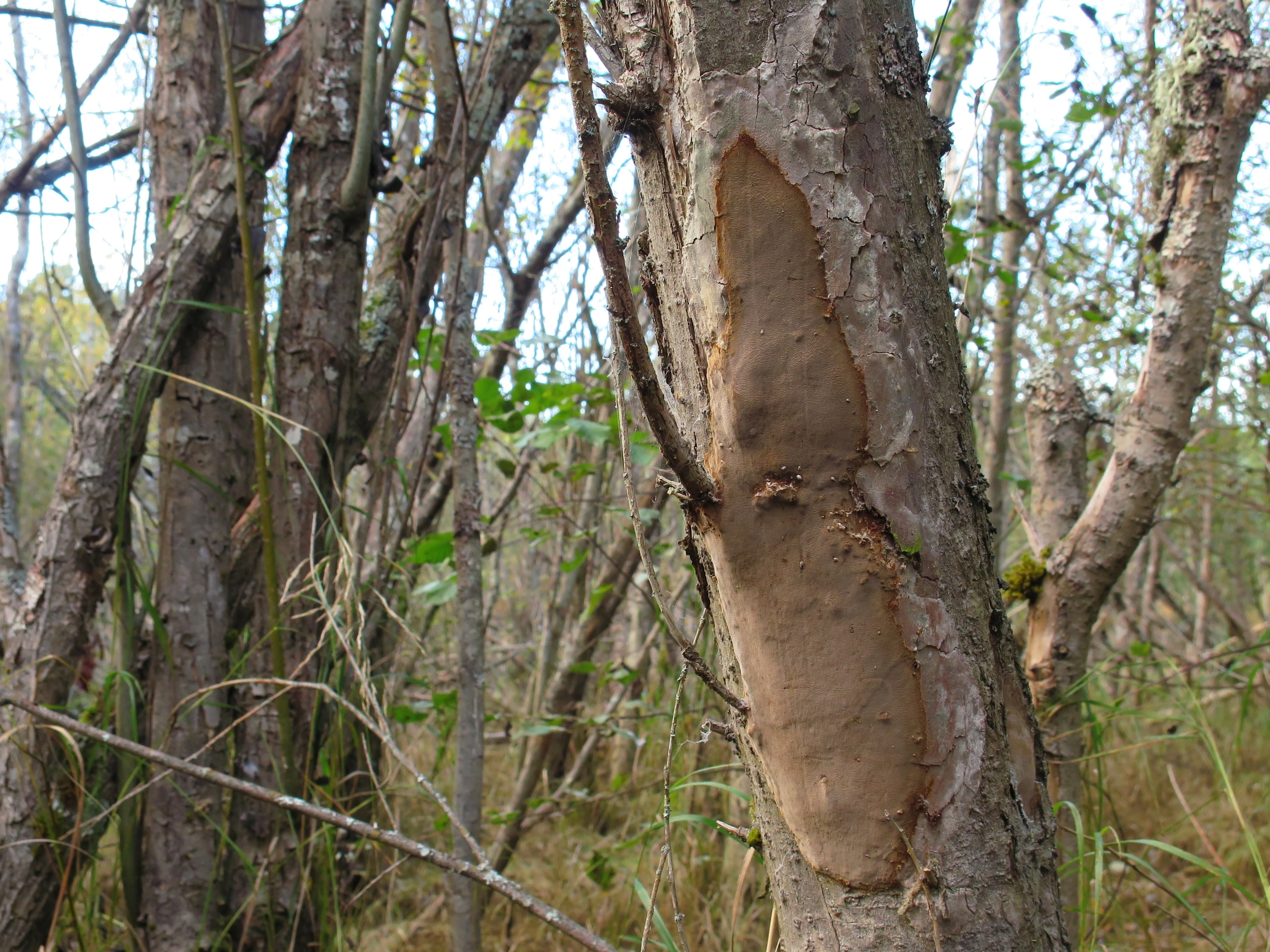 : Phellinus punctatus.