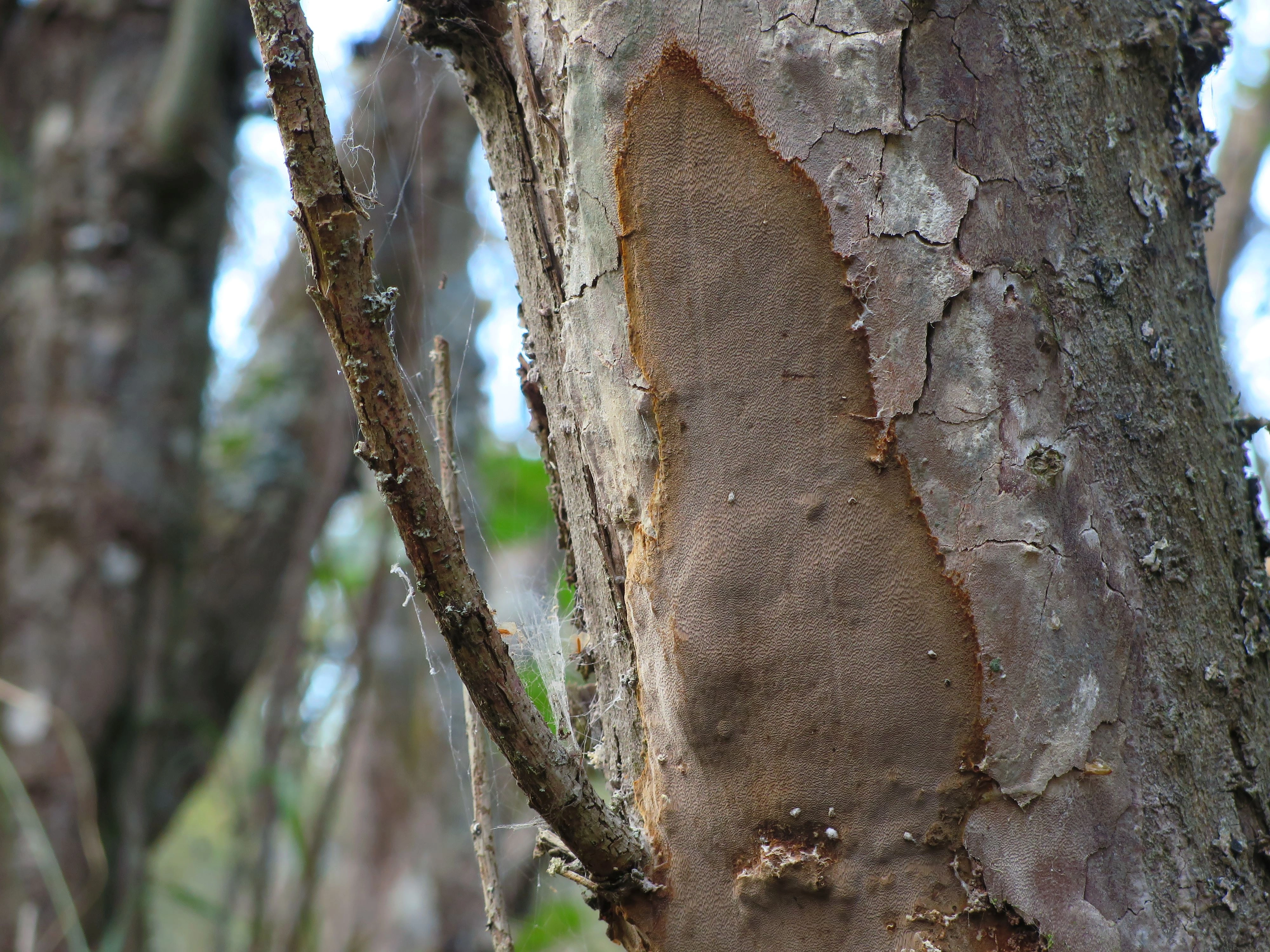 : Phellinus punctatus.