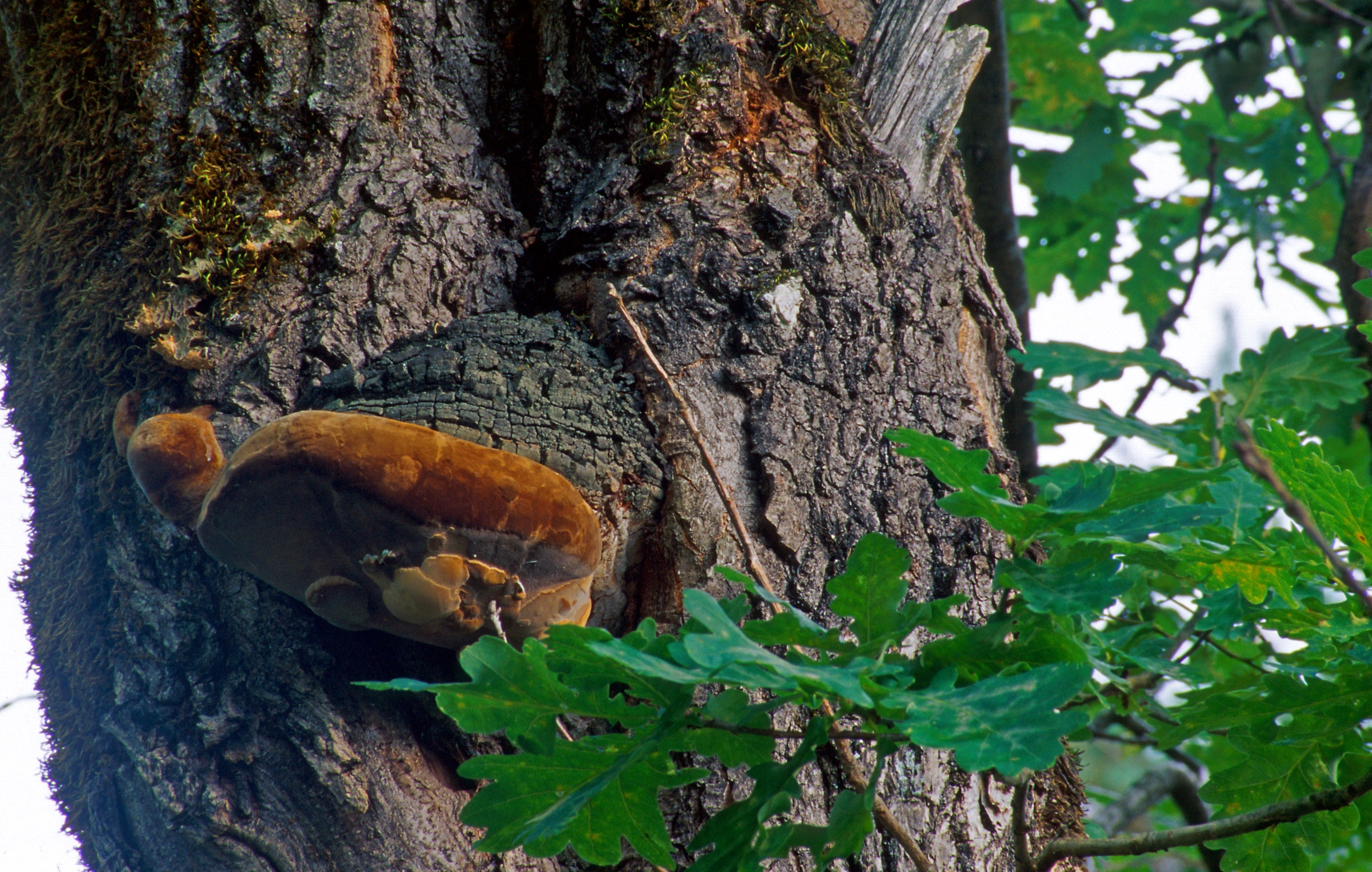 : Phellinus robustus.