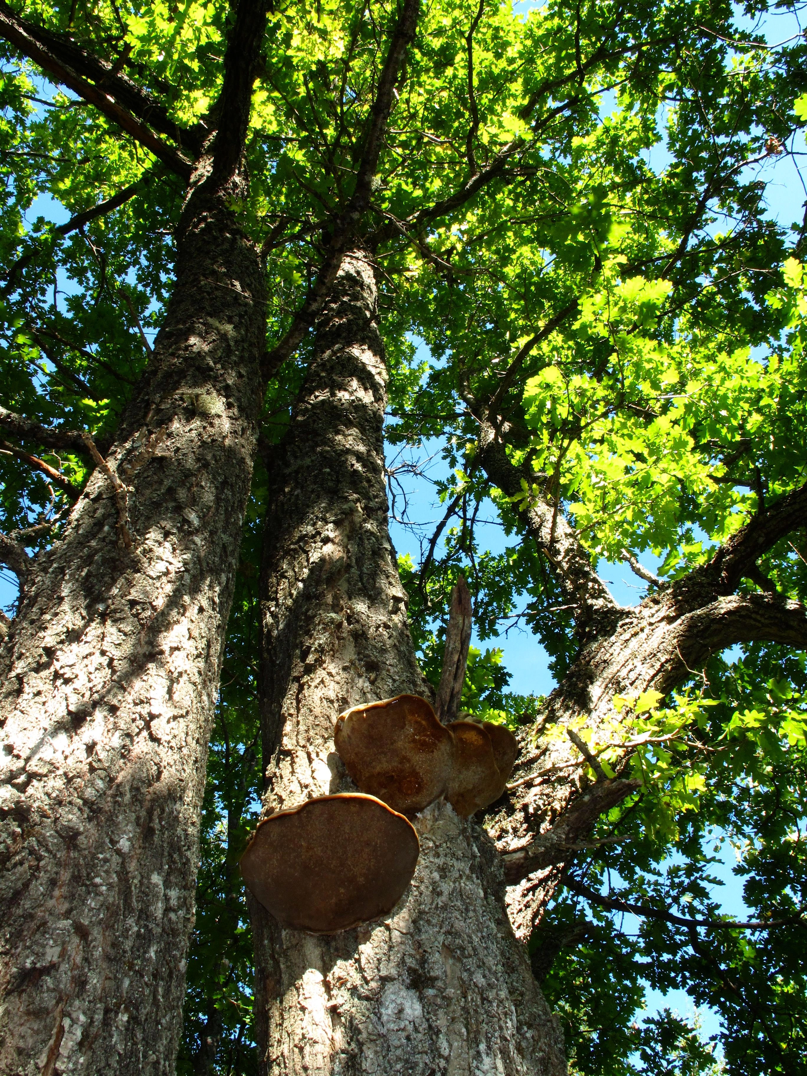 : Phellinus robustus.