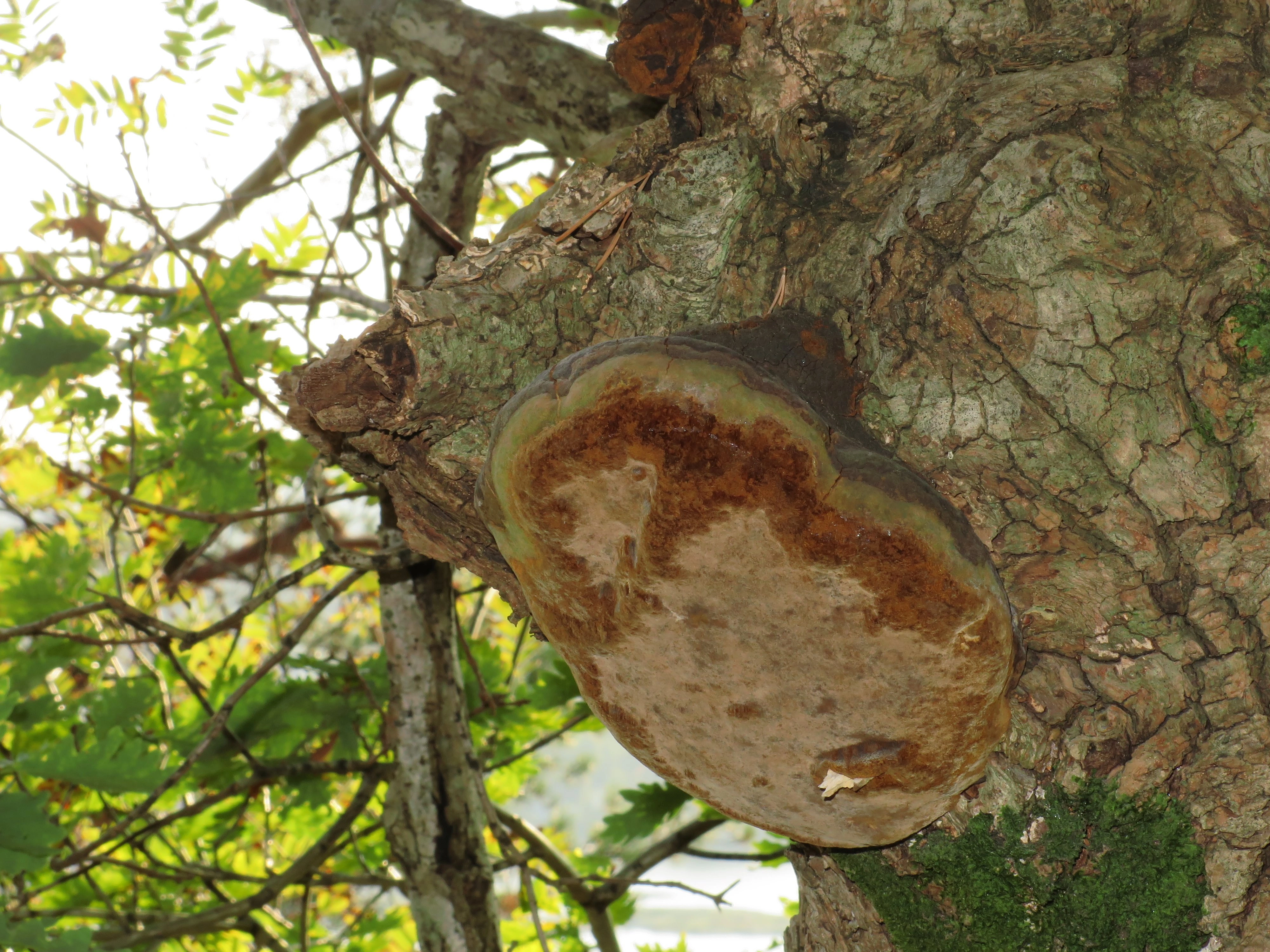 : Phellinus robustus.