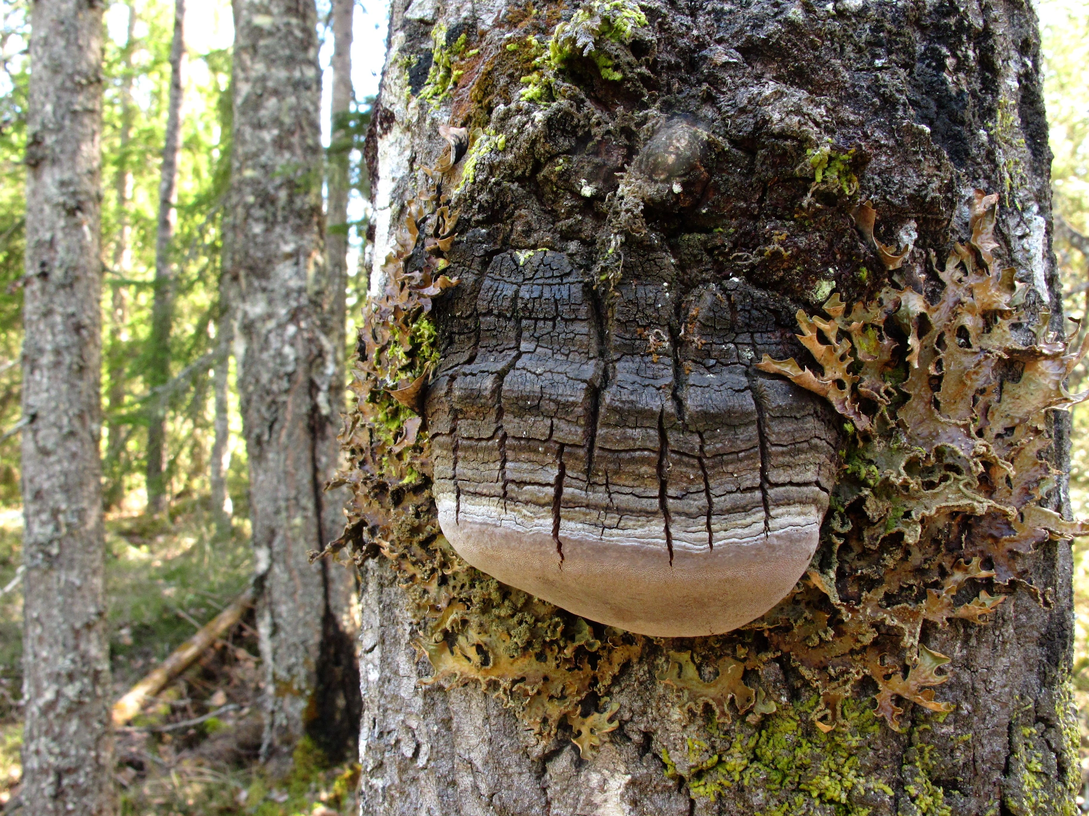 : Phellinus tremulae.