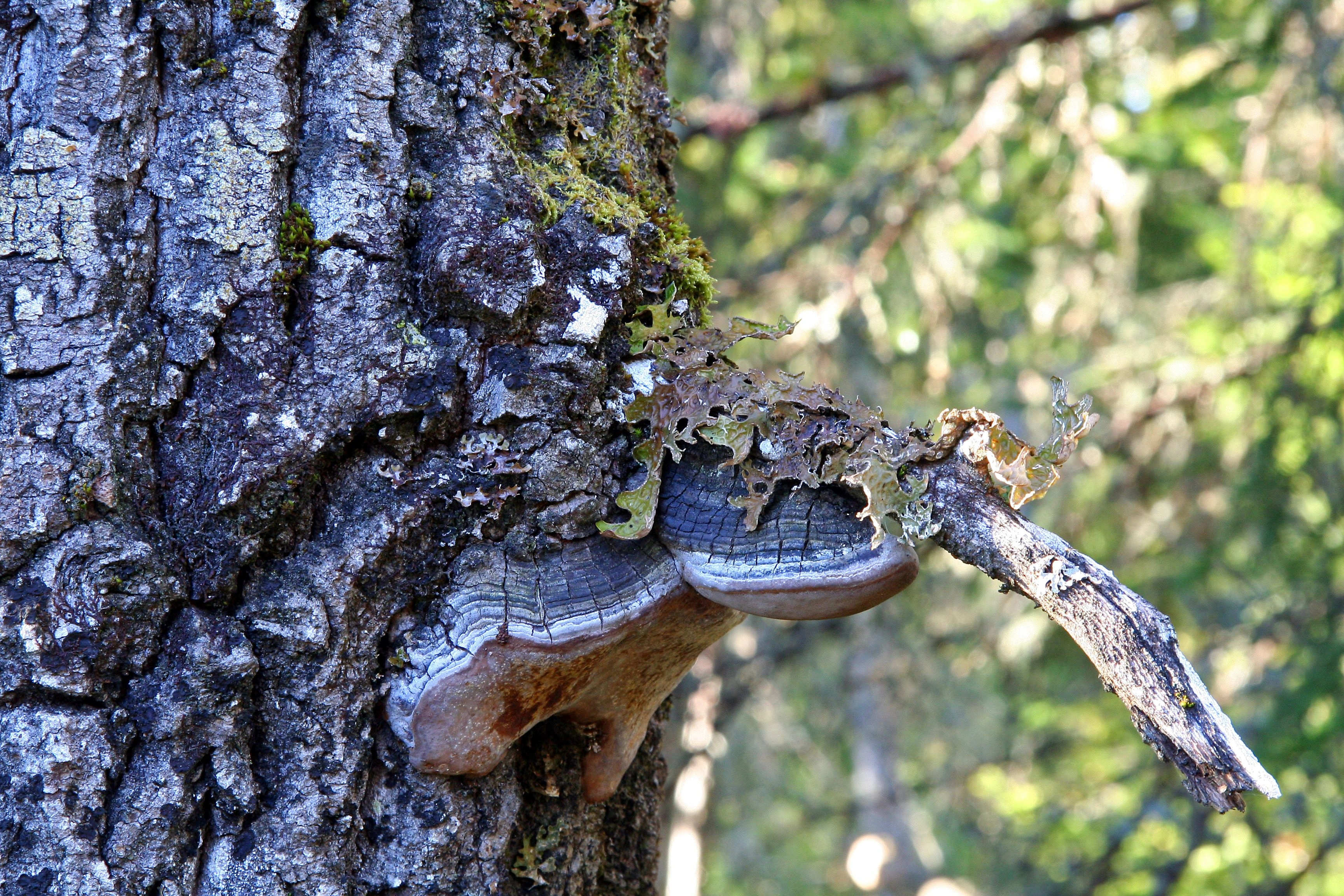 : Phellinus tremulae.