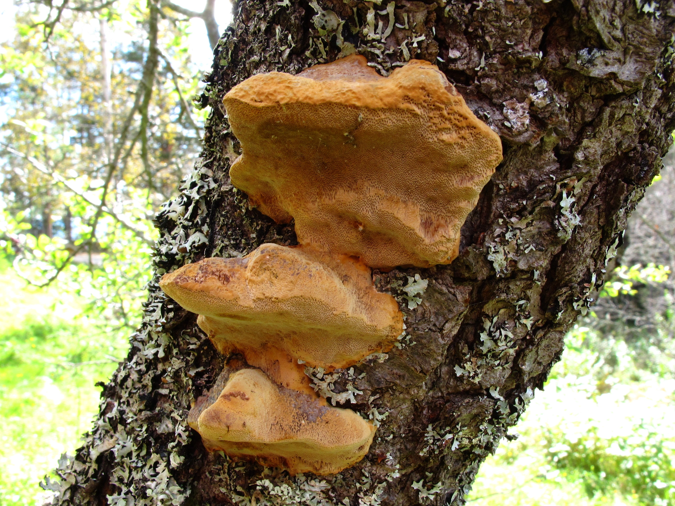 : Phellinus tuberculosus.