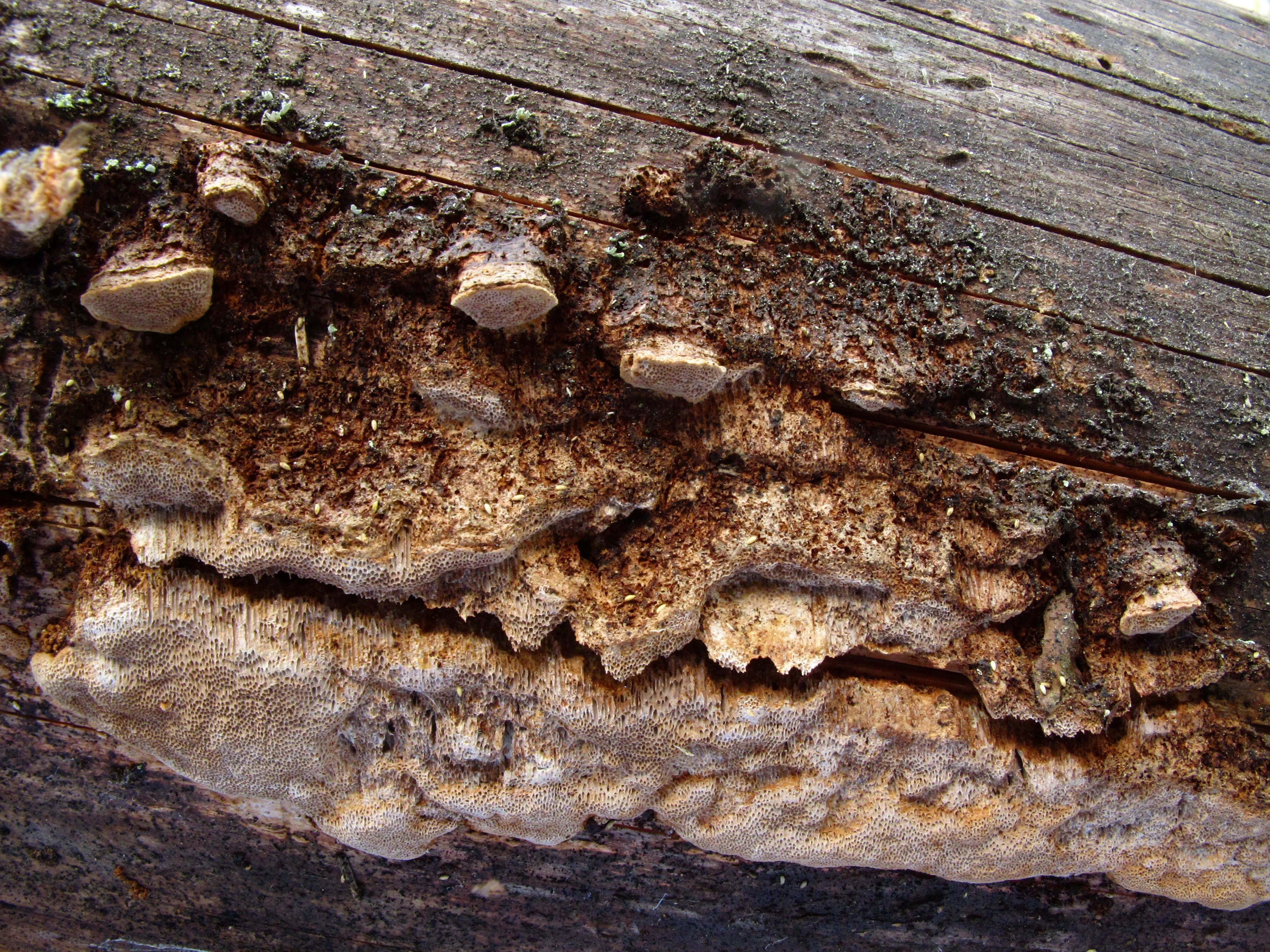 : Phellinus viticola.