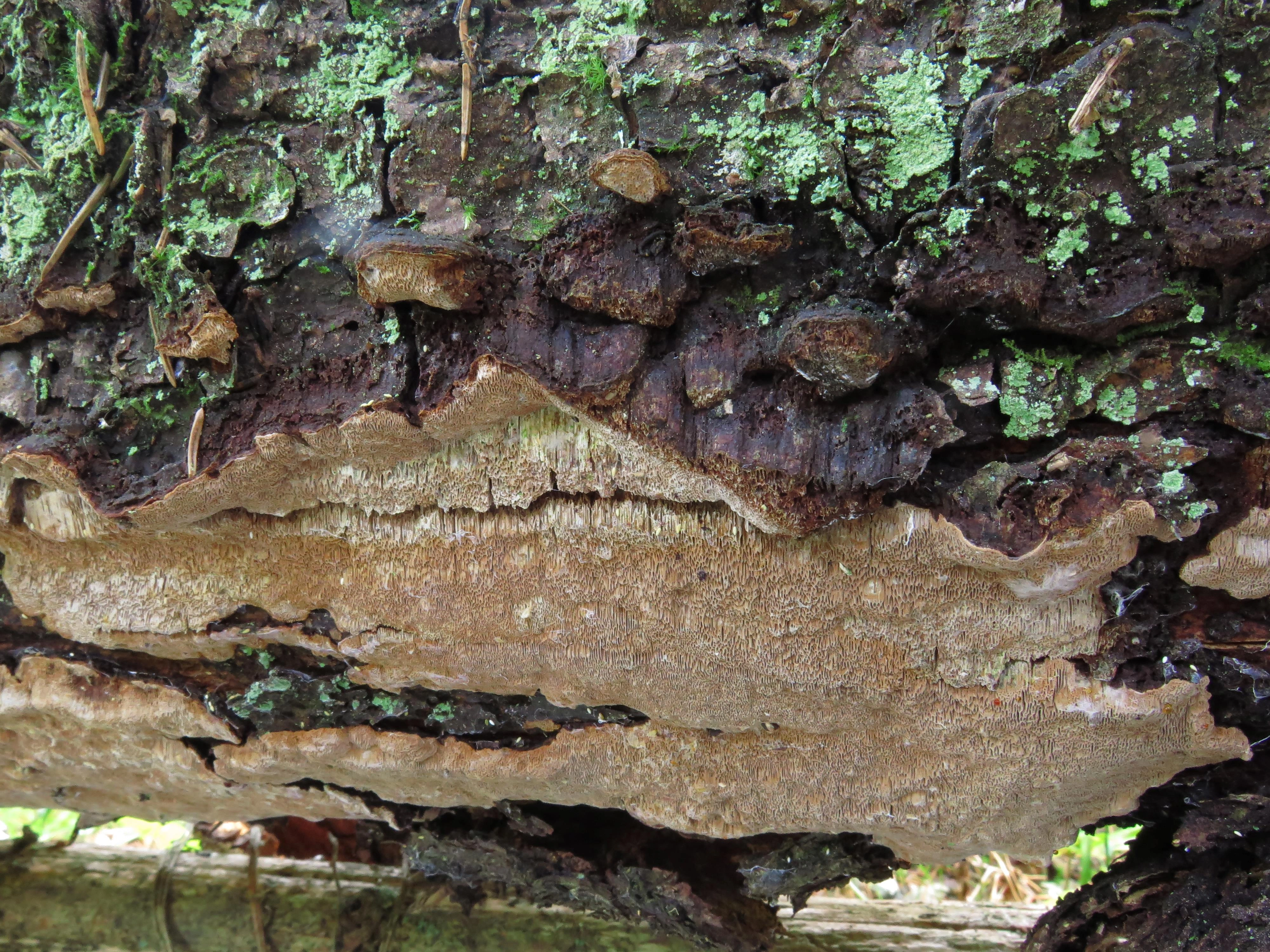 : Phellinus viticola.