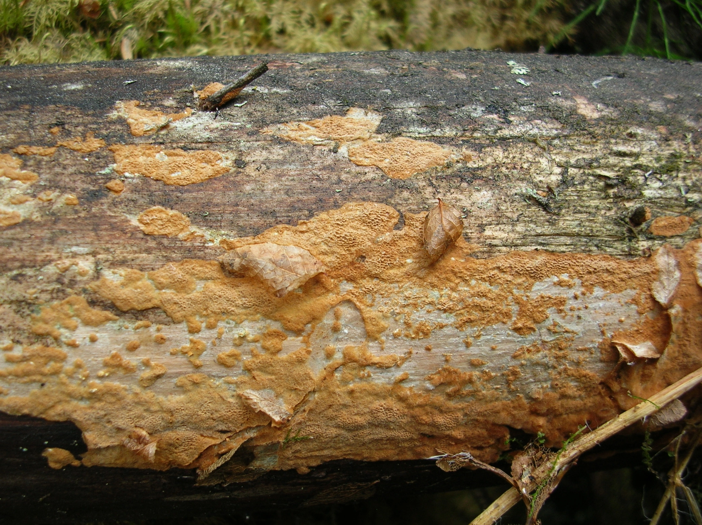 : Phellinus viticola.