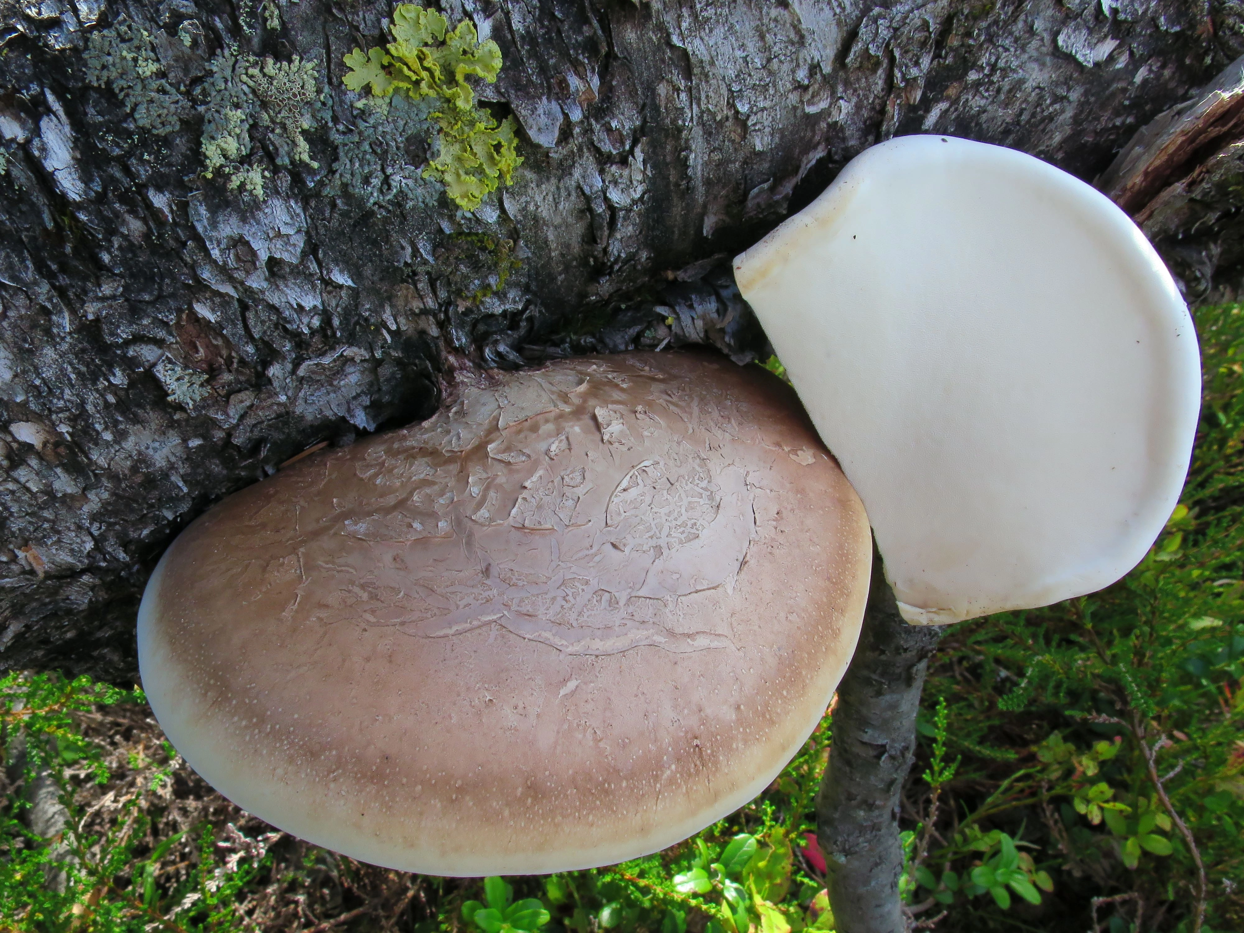 : Piptoporus betulinus.