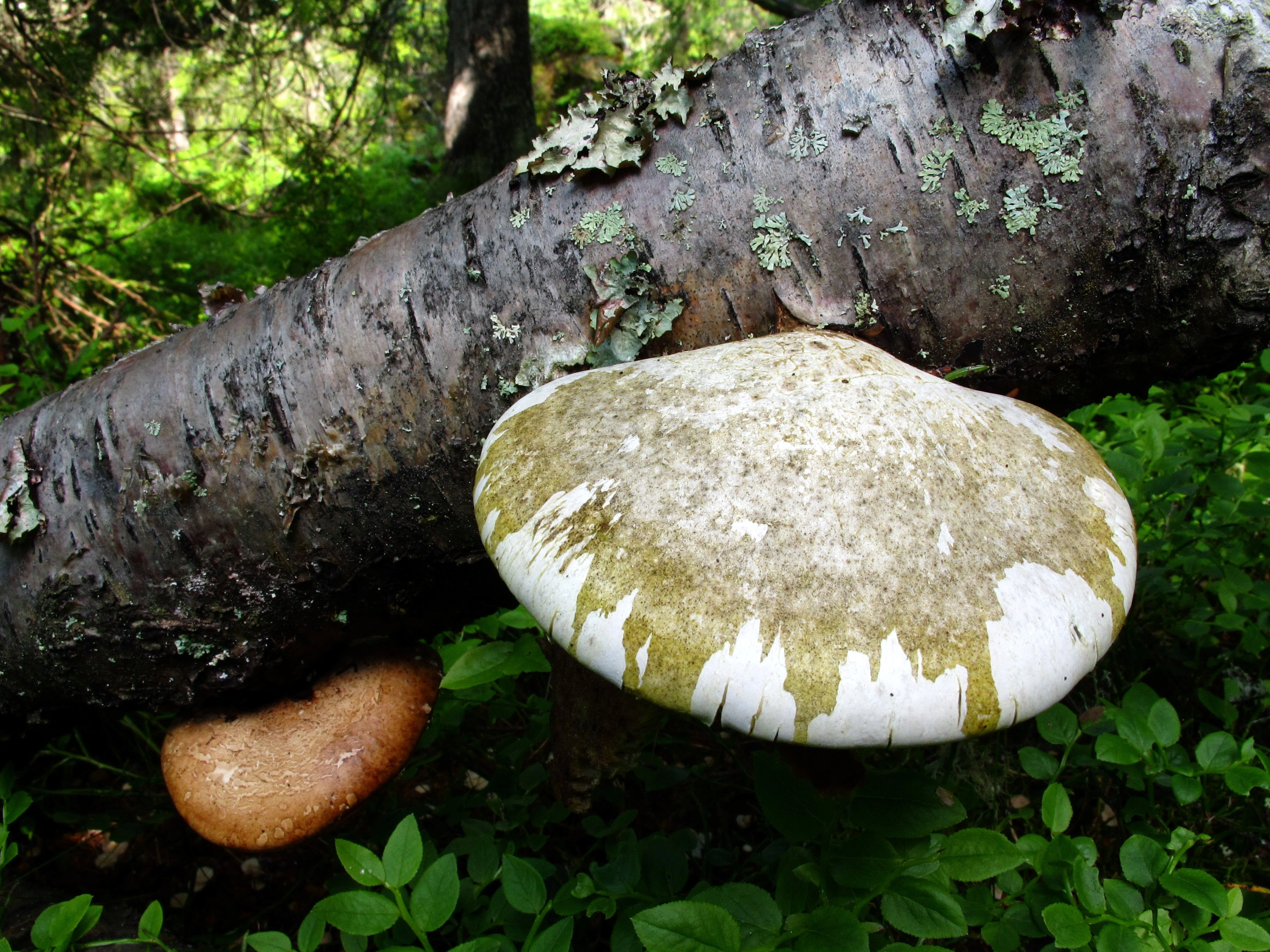 : Piptoporus betulinus.