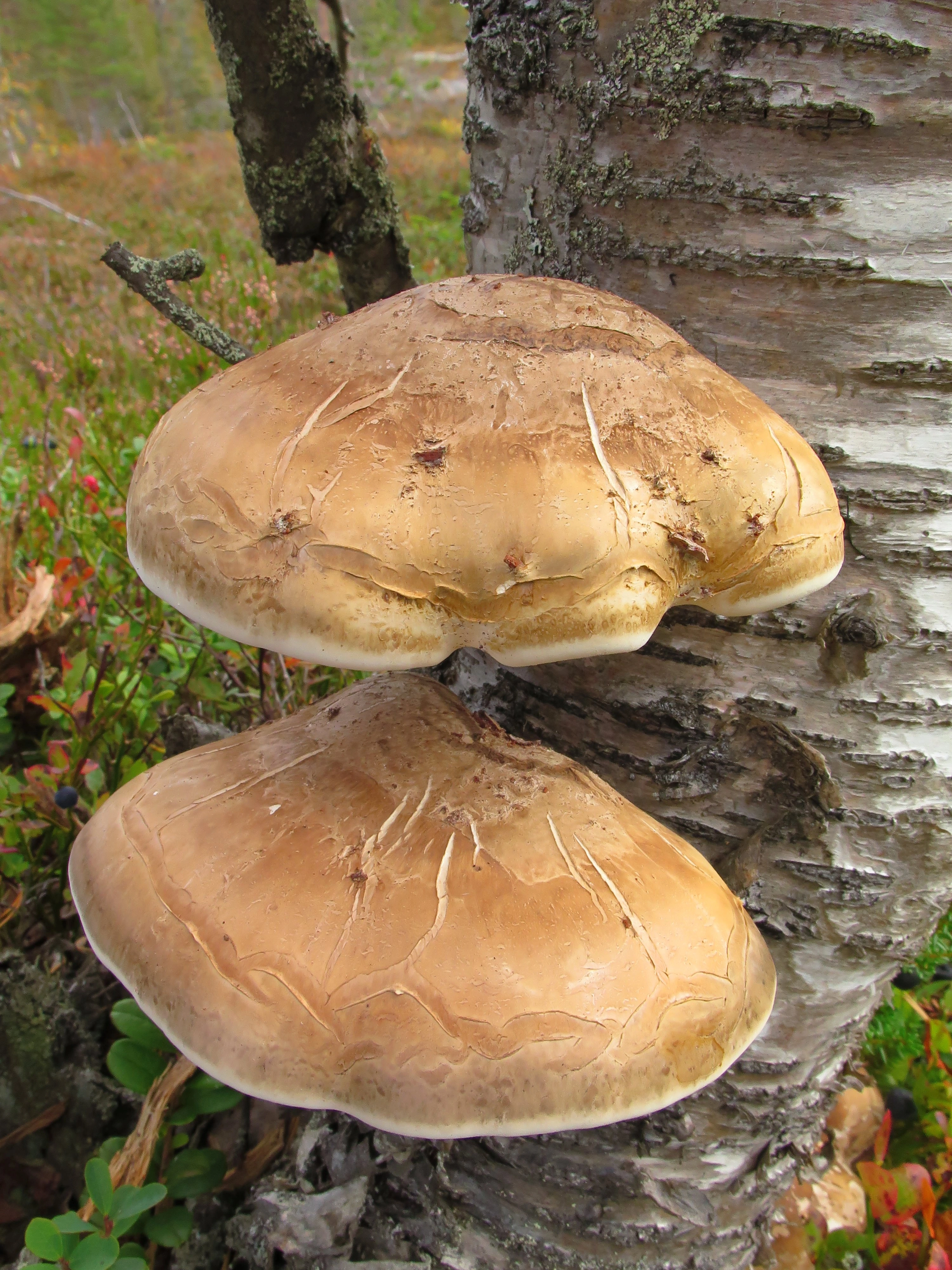 : Piptoporus betulinus.