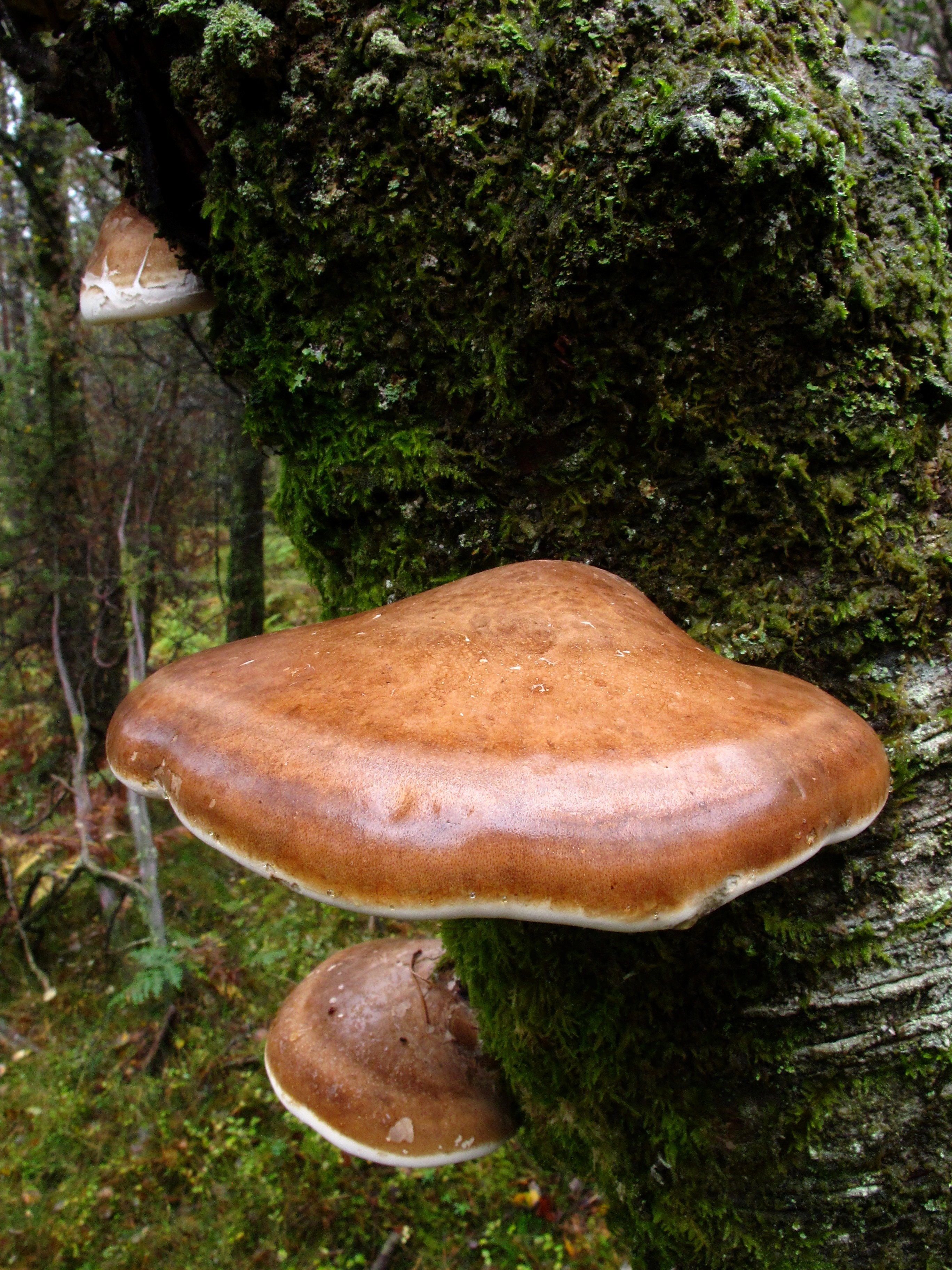 : Piptoporus betulinus.