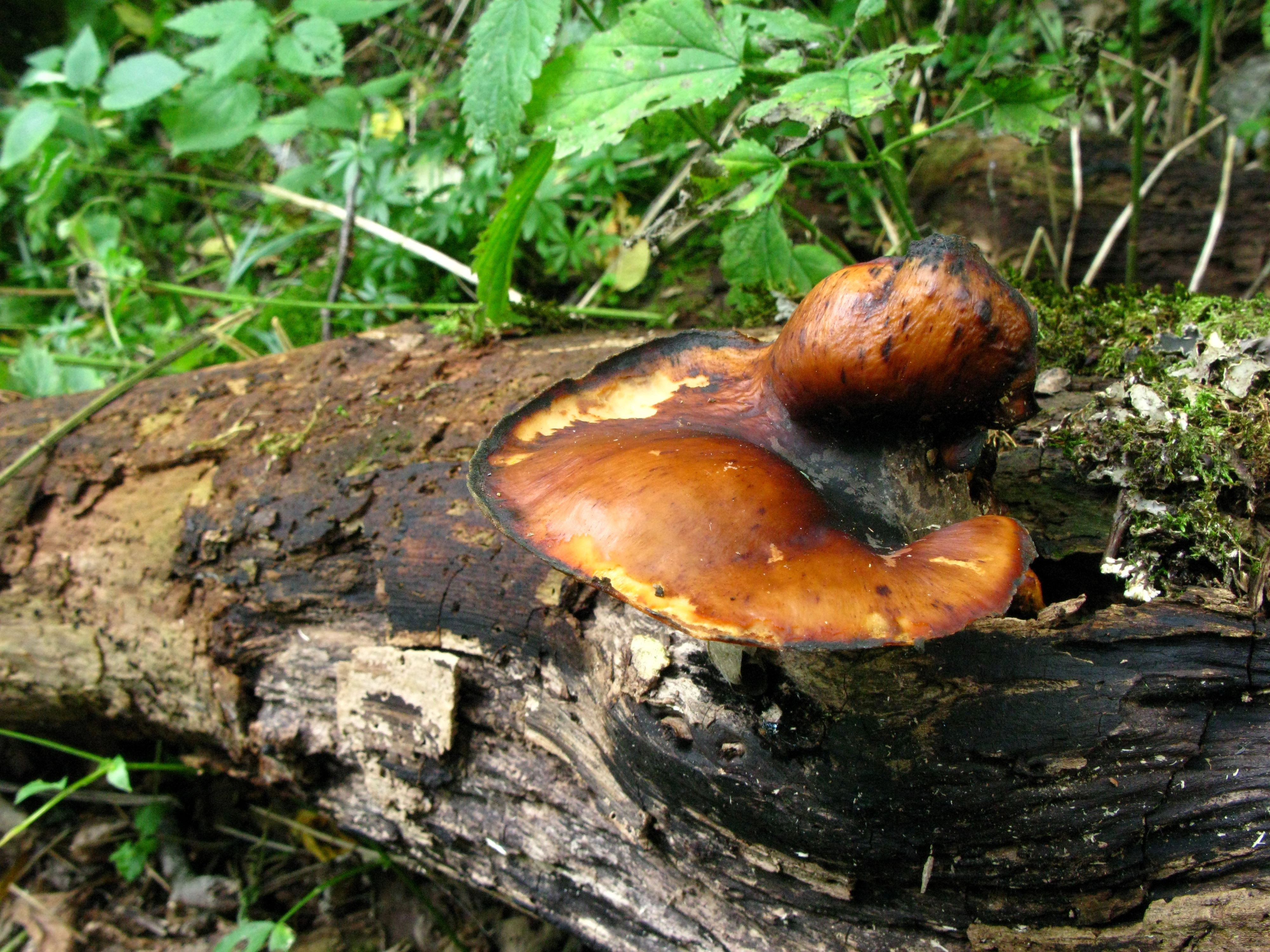 : Polyporus badius.