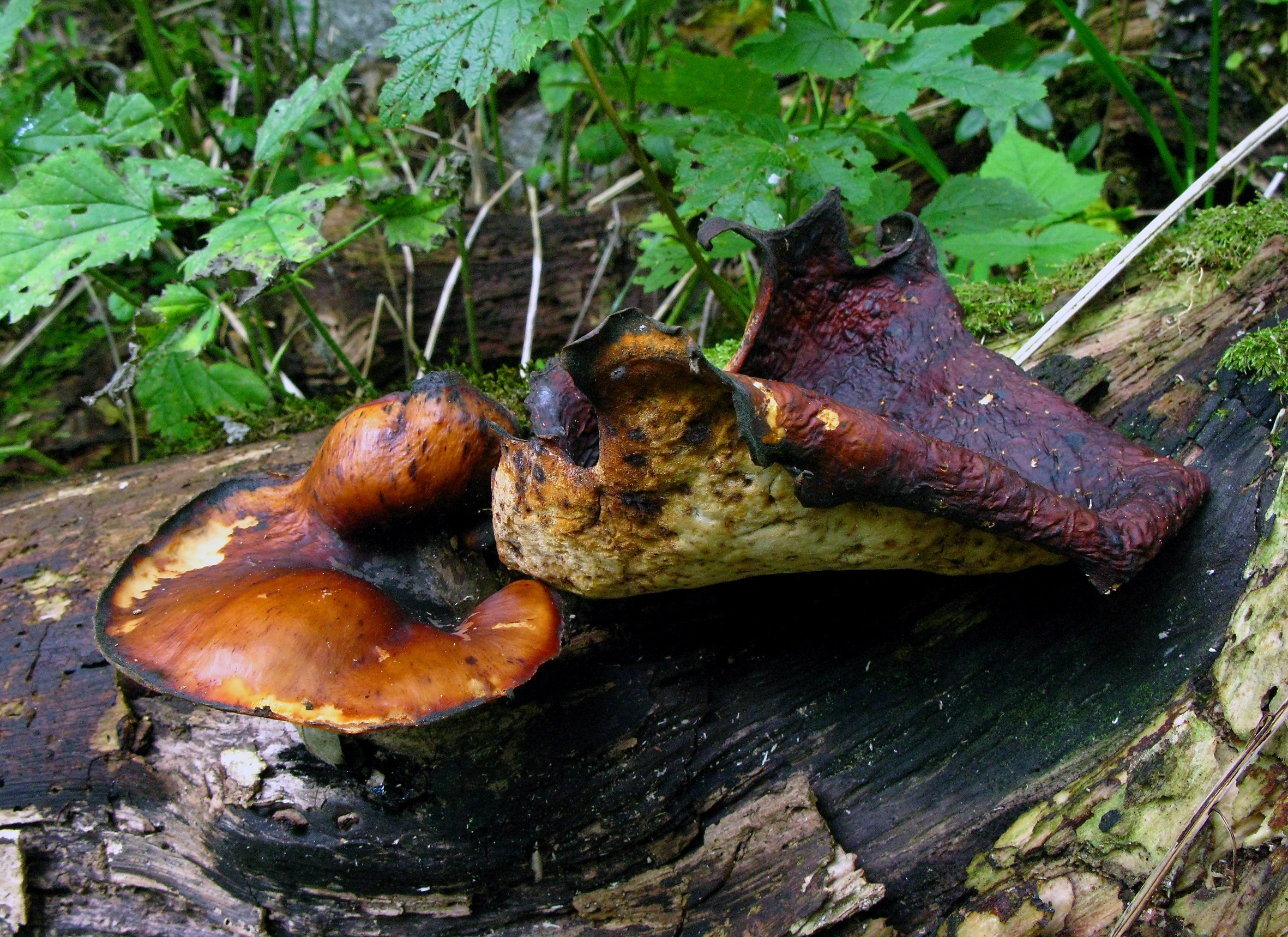 : Polyporus badius.