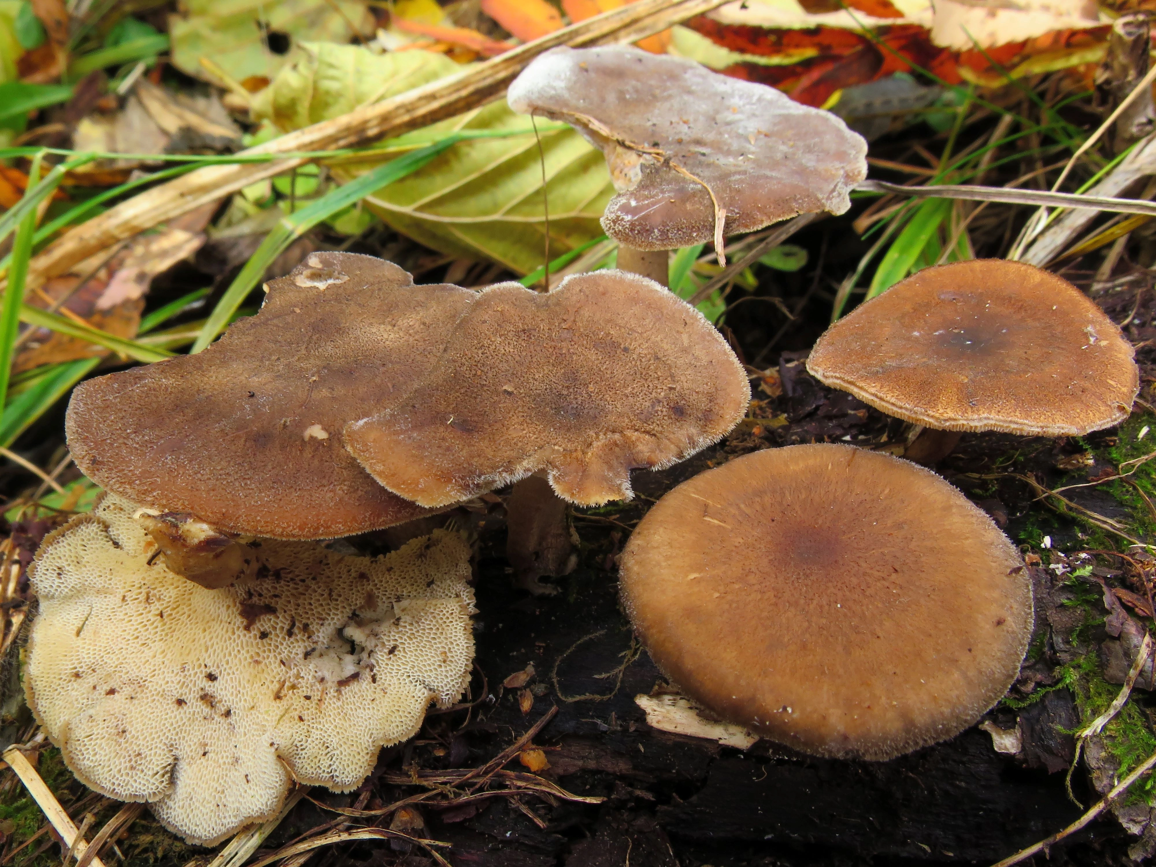 : Lentinus brumalis.