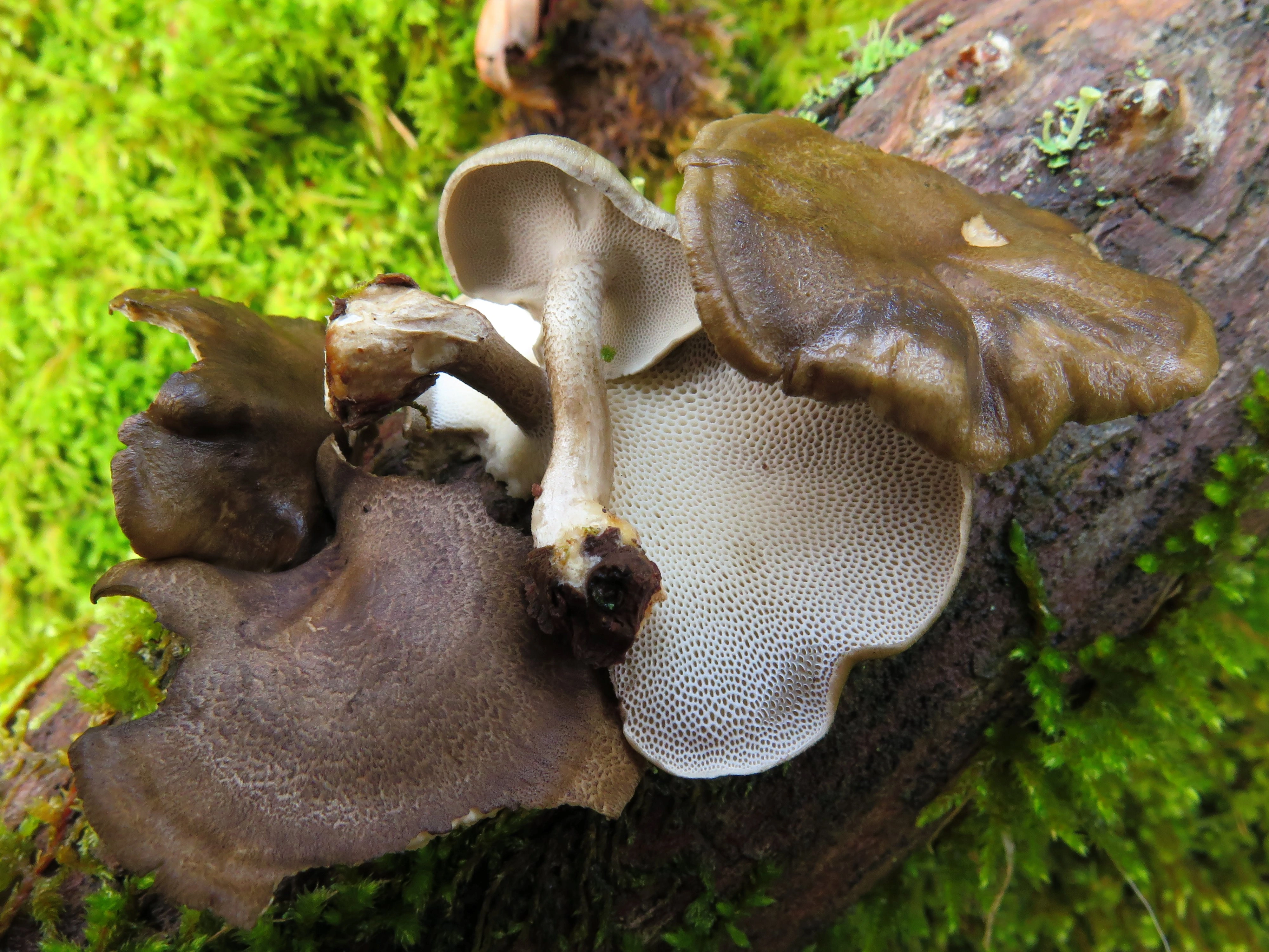 : Lentinus brumalis.