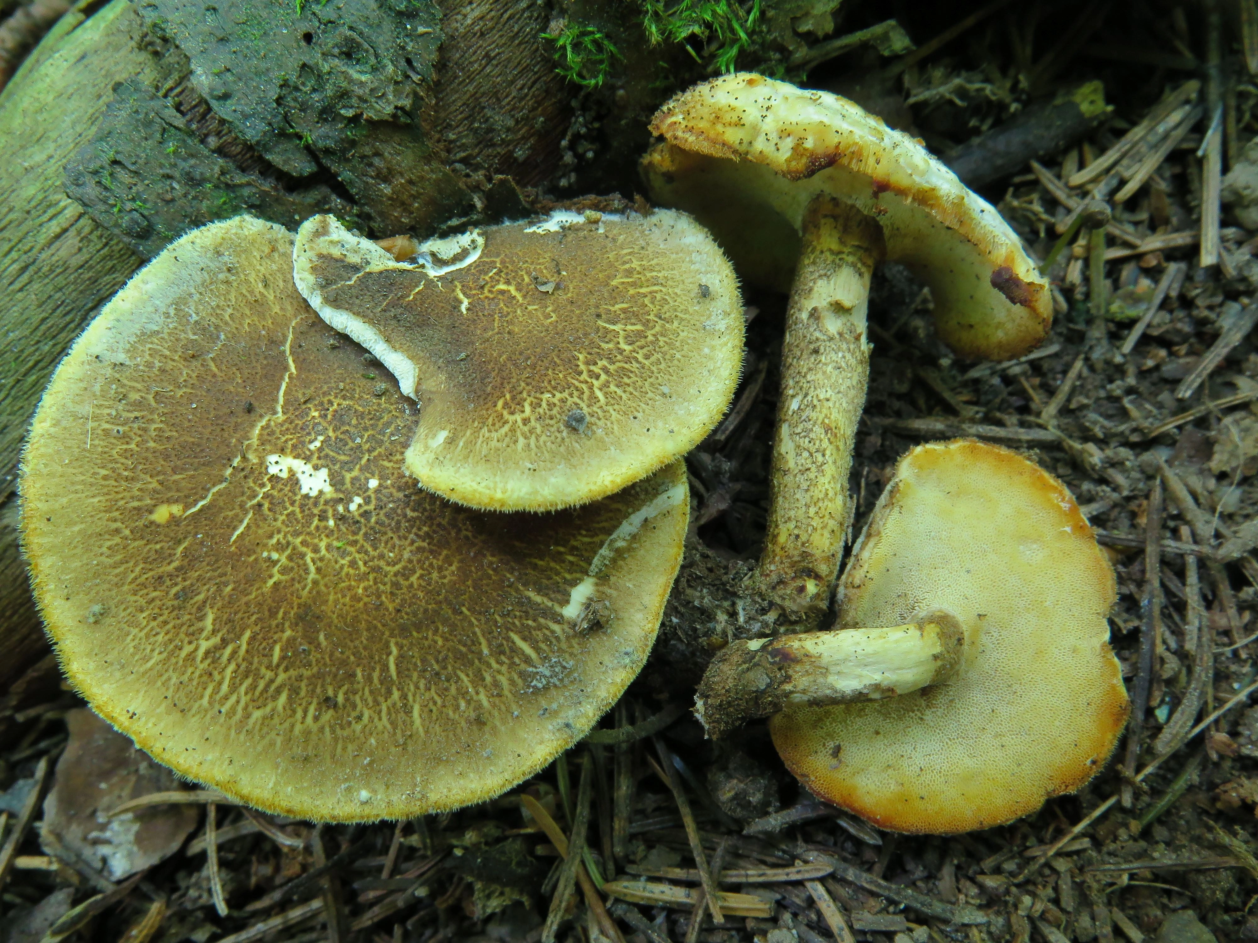 : Lentinus substrictus.