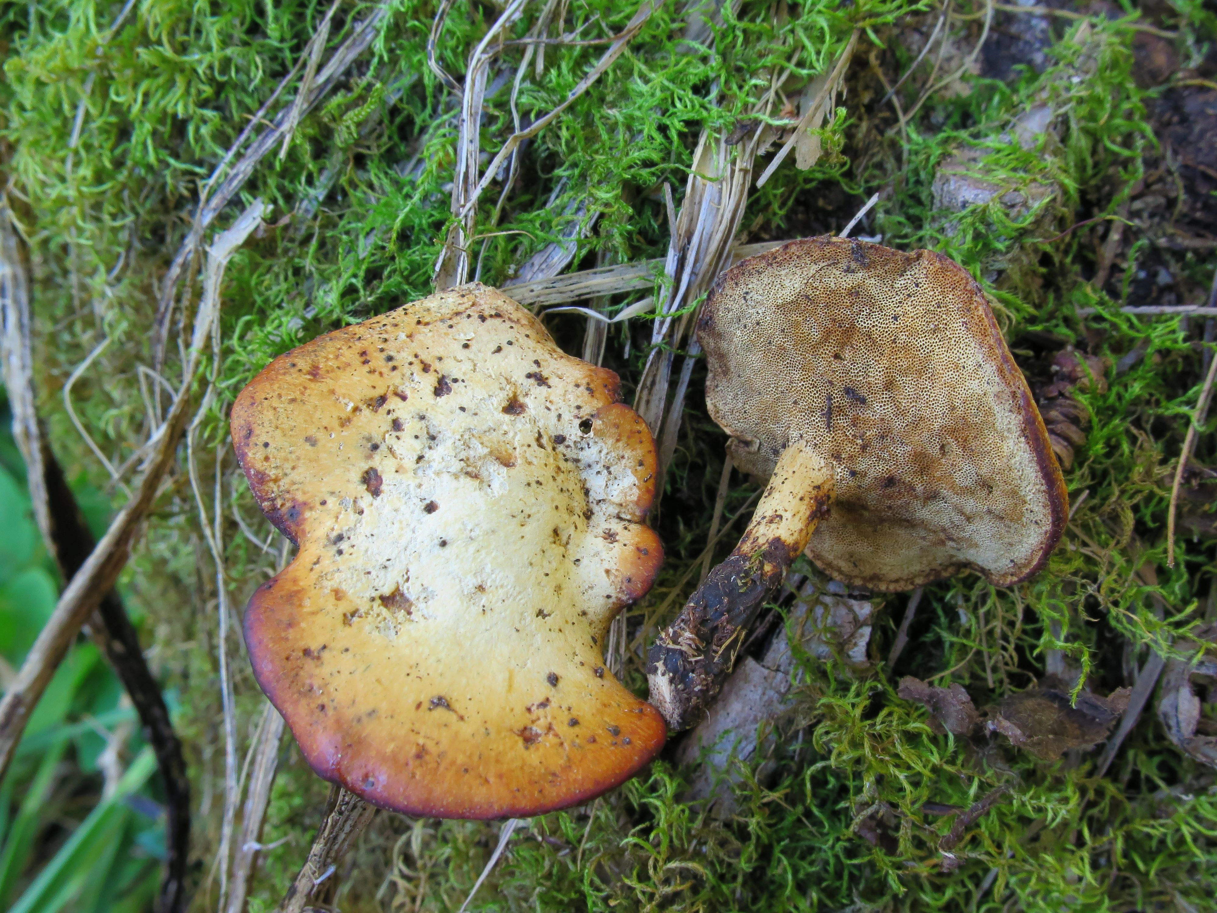 : Polyporus leptocephalus.