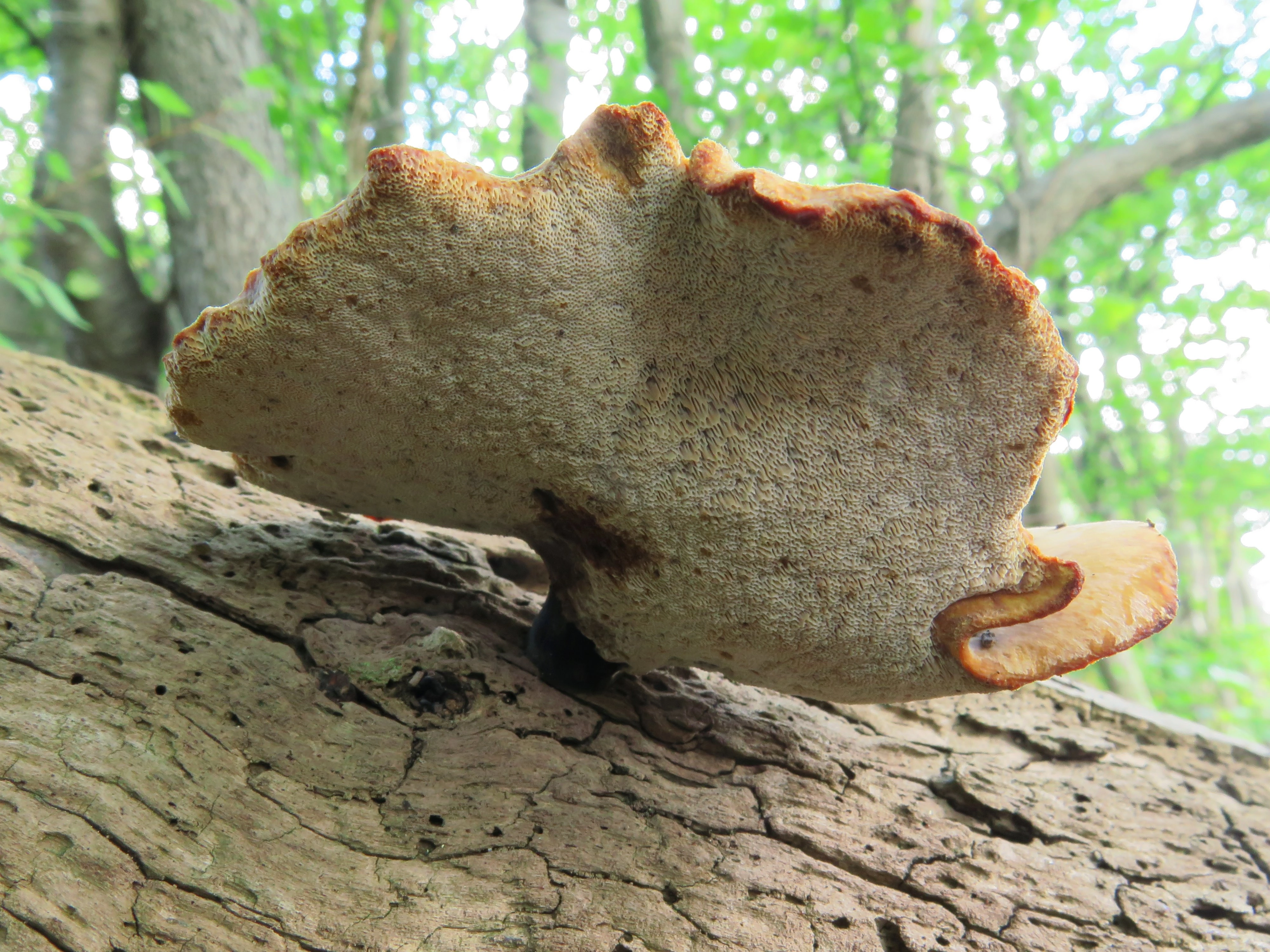 : Polyporus leptocephalus.