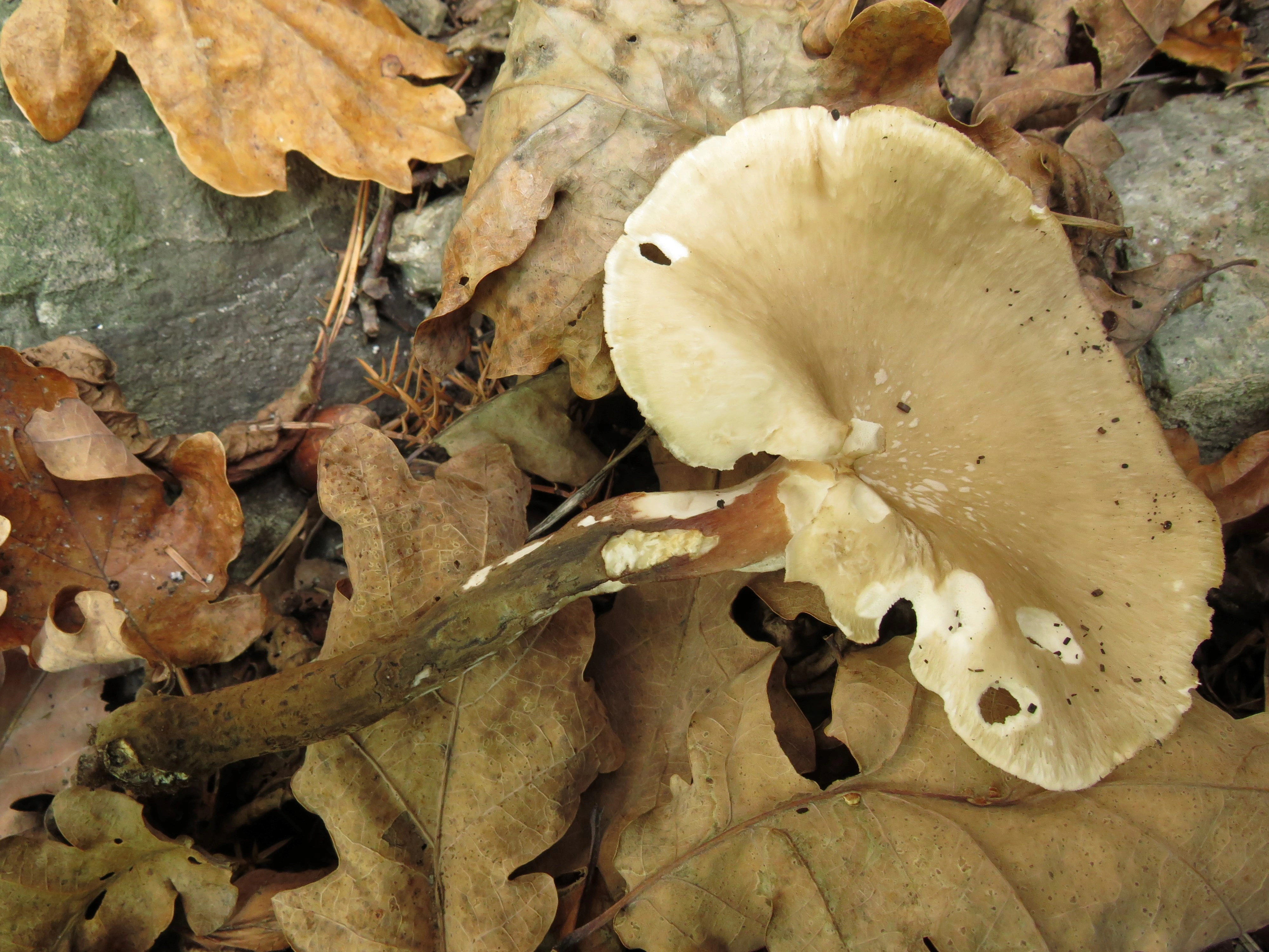 : Polyporus melanopus.