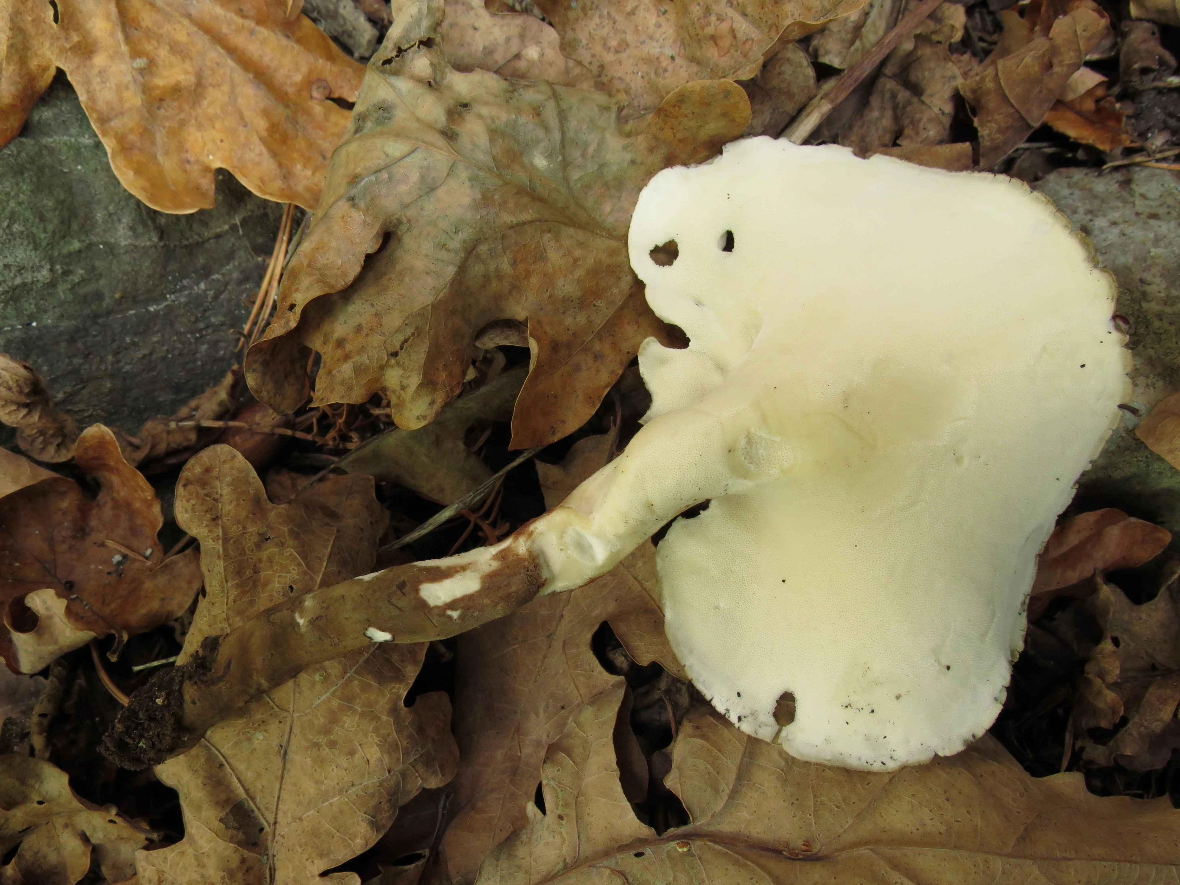 : Polyporus melanopus.