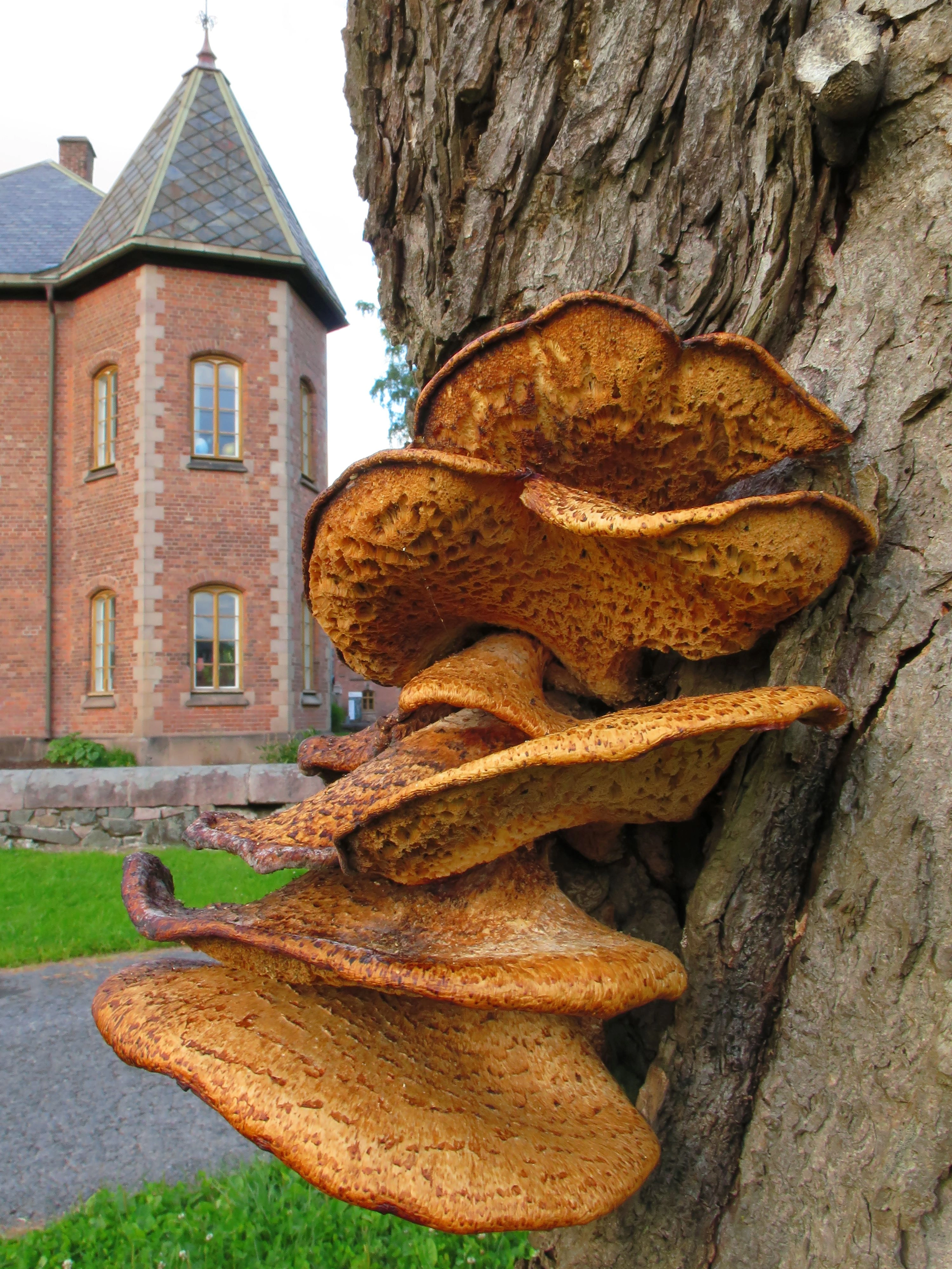 : Polyporus squamosus.