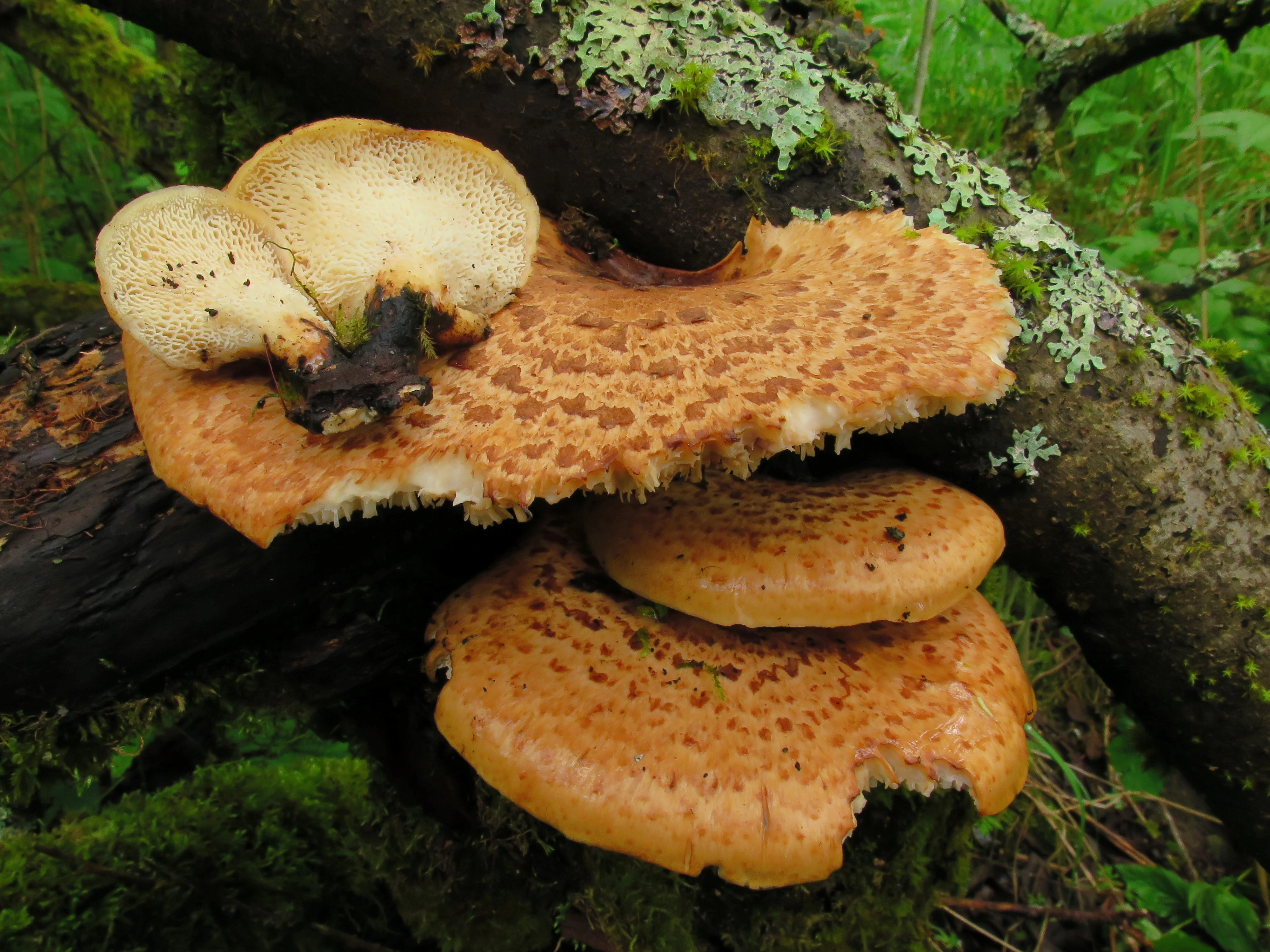 : Polyporus squamosus.