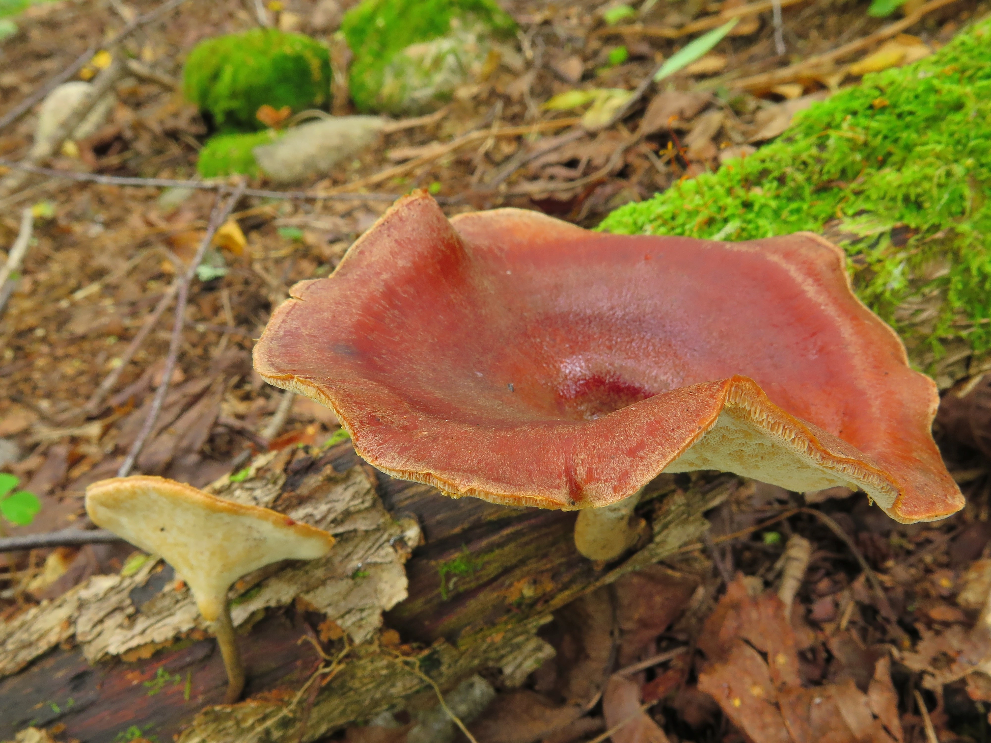 : Polyporus tubaeformis.