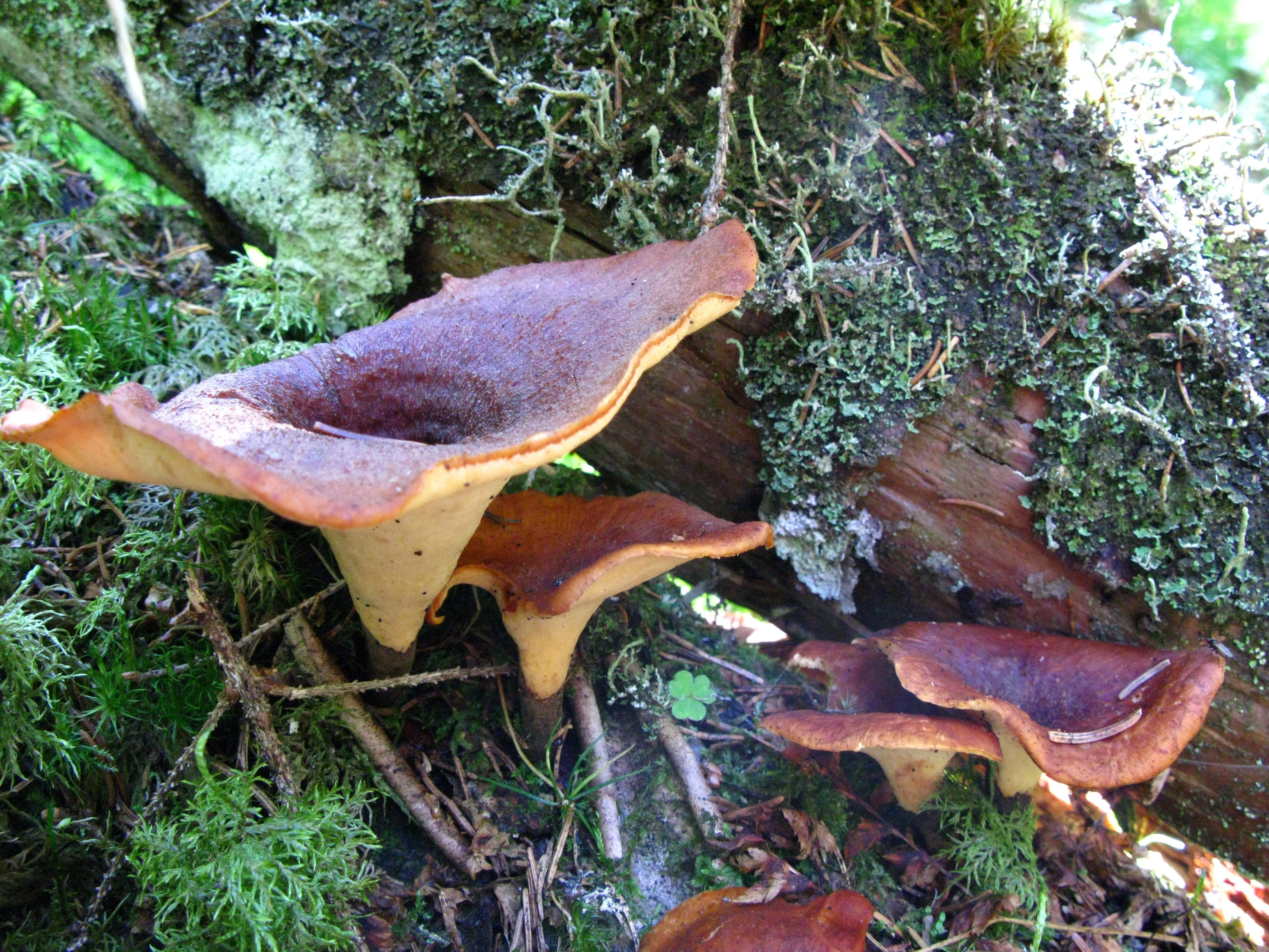 : Polyporus tubaeformis.