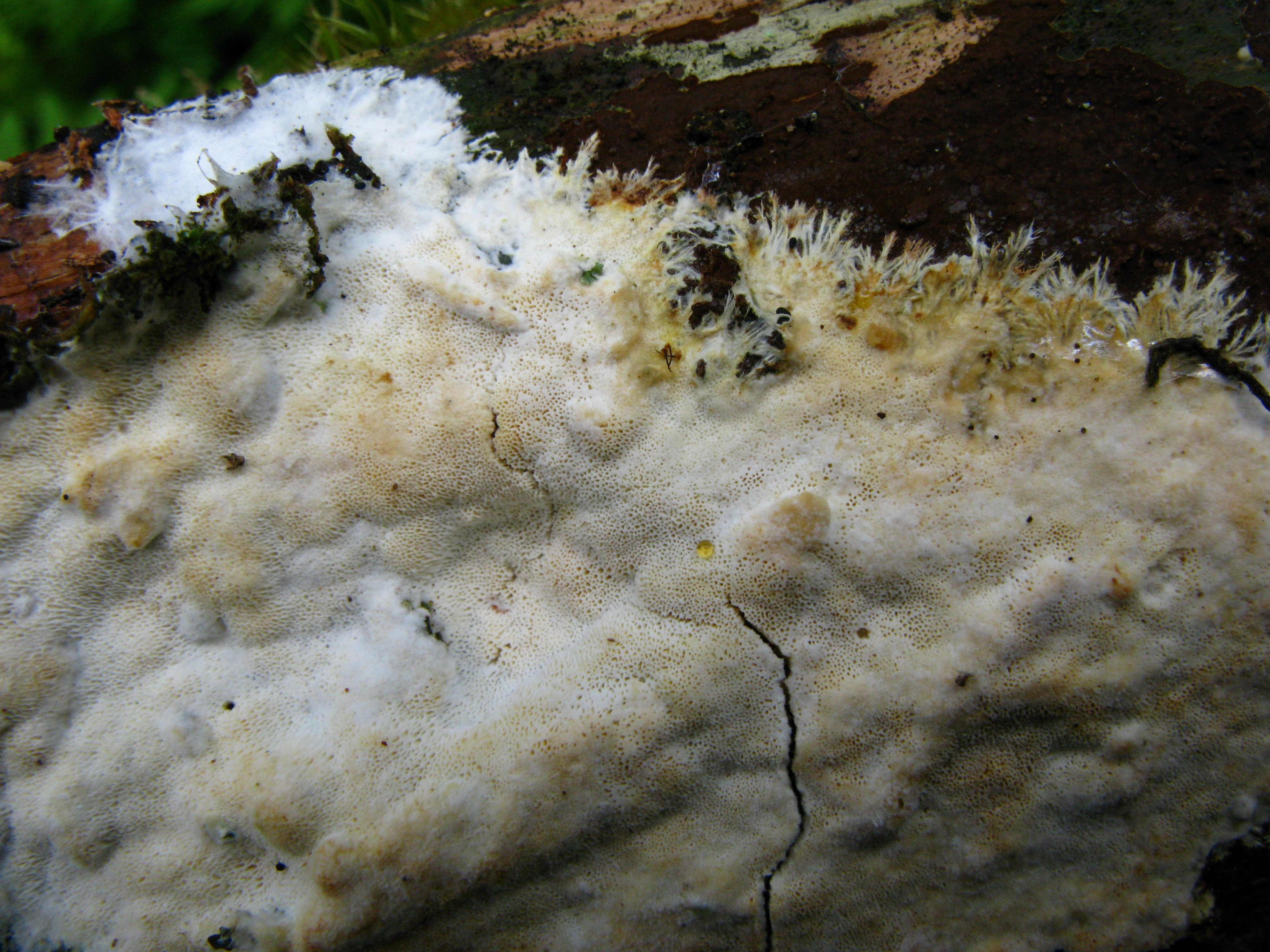 : Porpomyces mucidus.