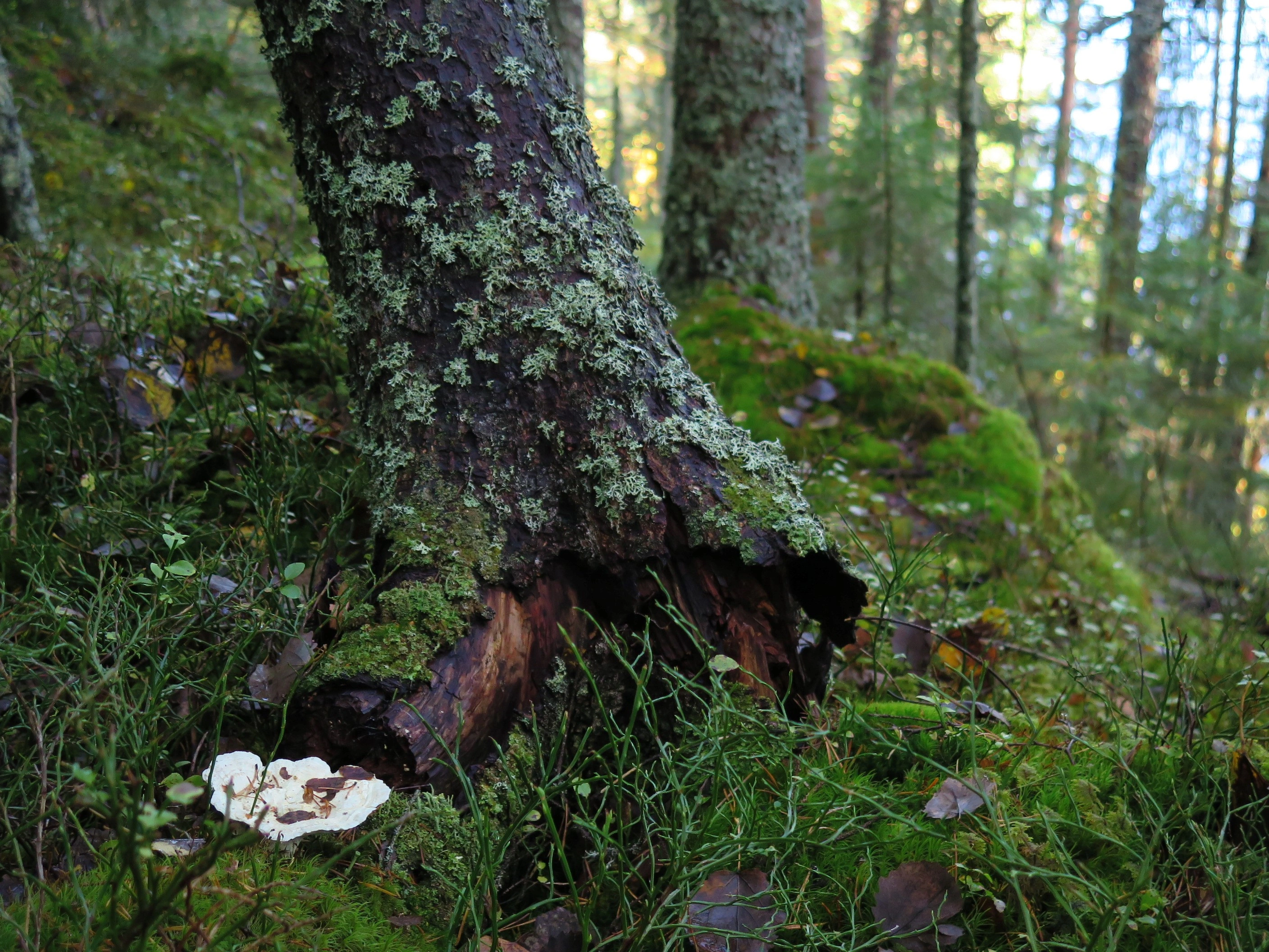 : Postia guttulata.