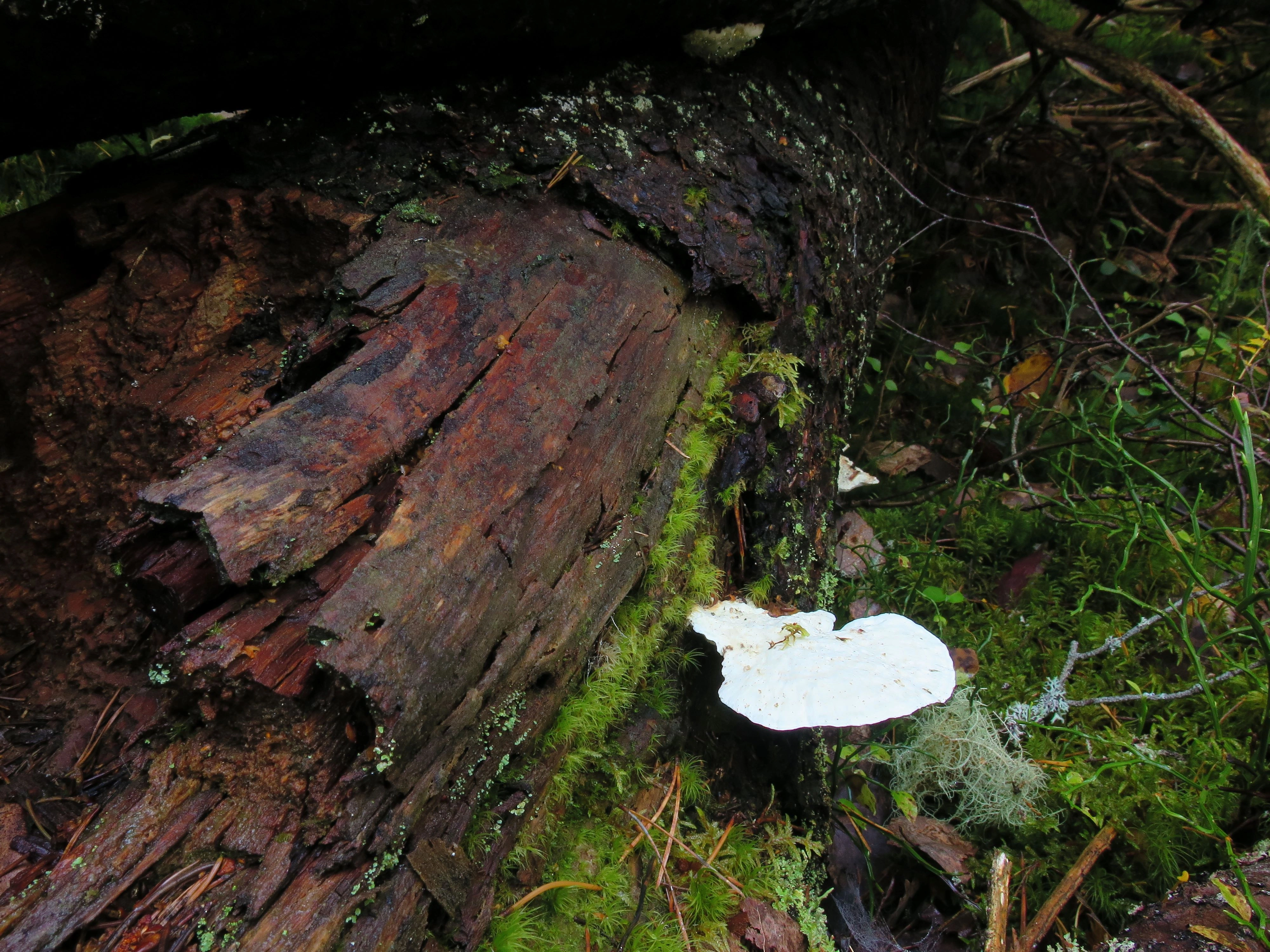 : Postia guttulata.