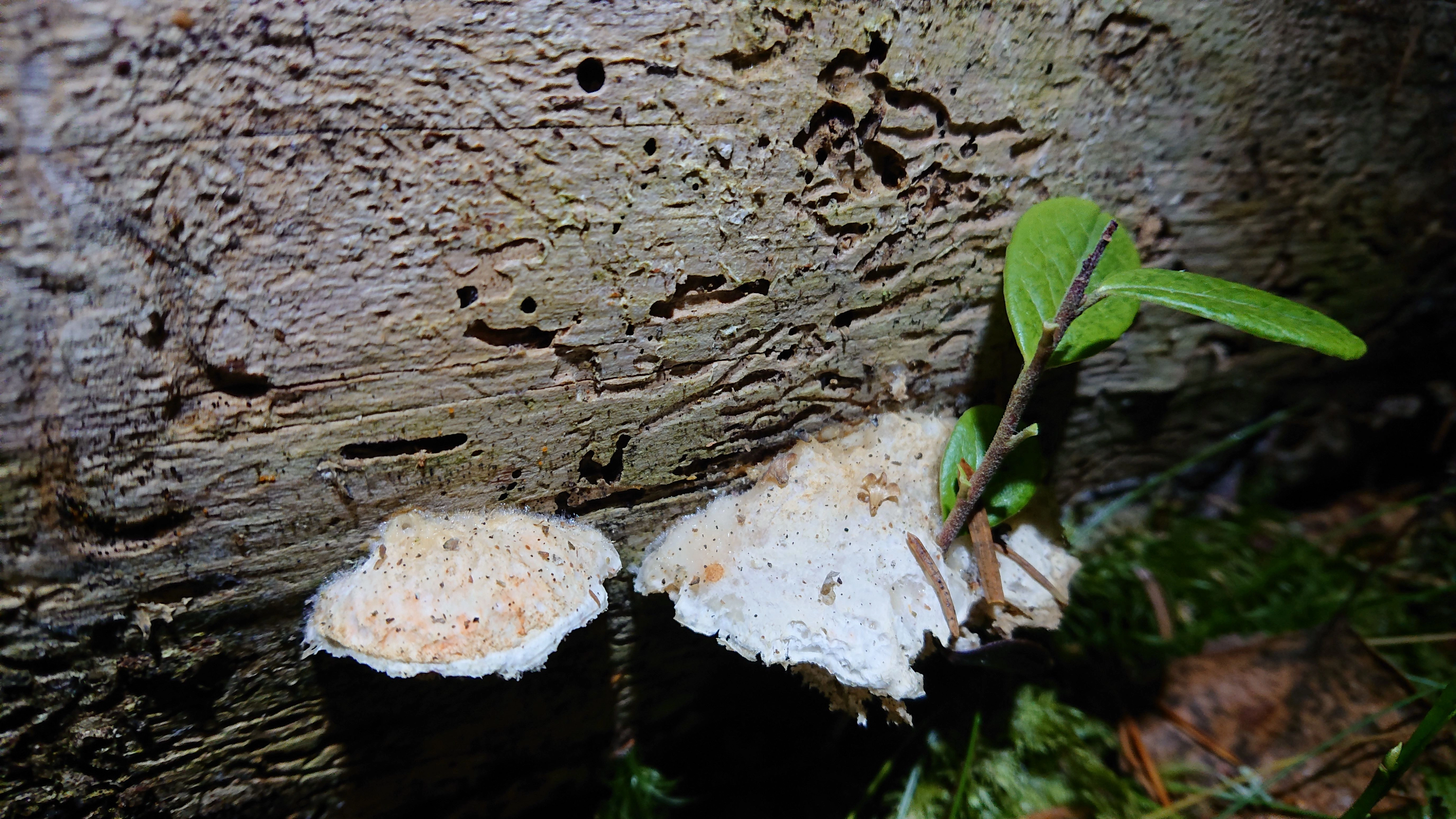 : Postia persicina.