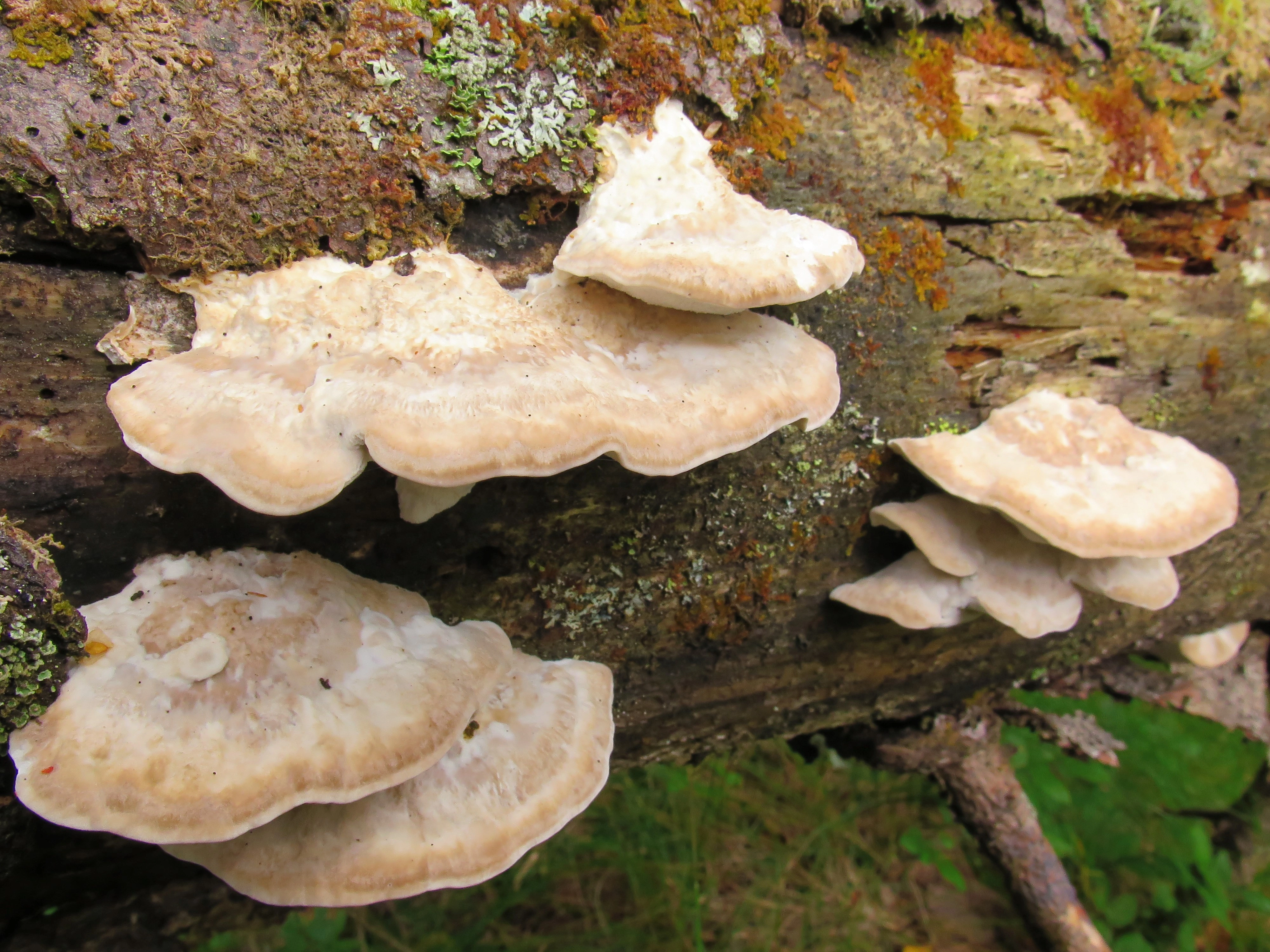 : Postia tephroleuca.