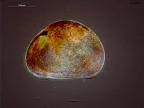 : Ostracoda.