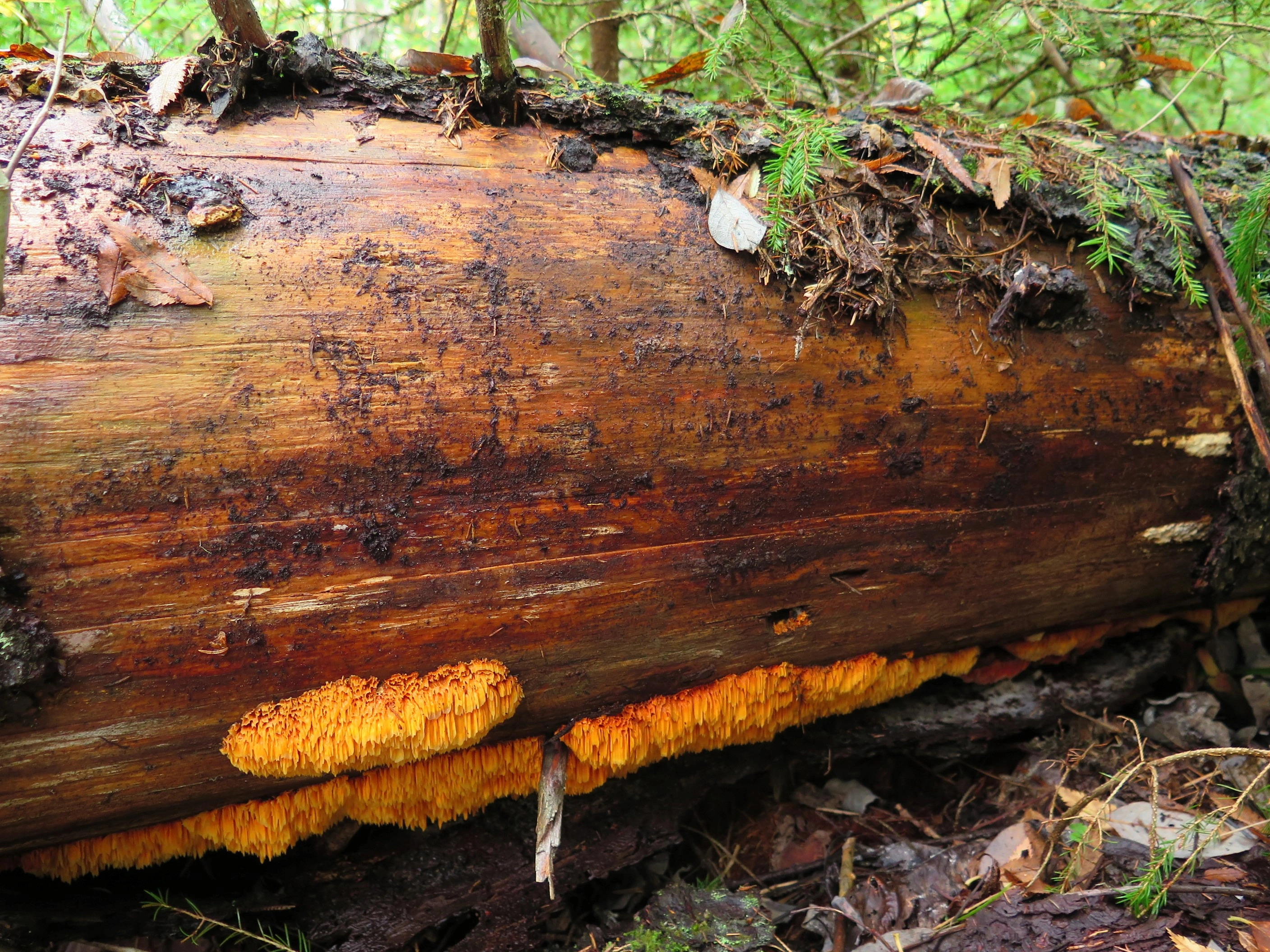 : Pycnoporellus alboluteus.