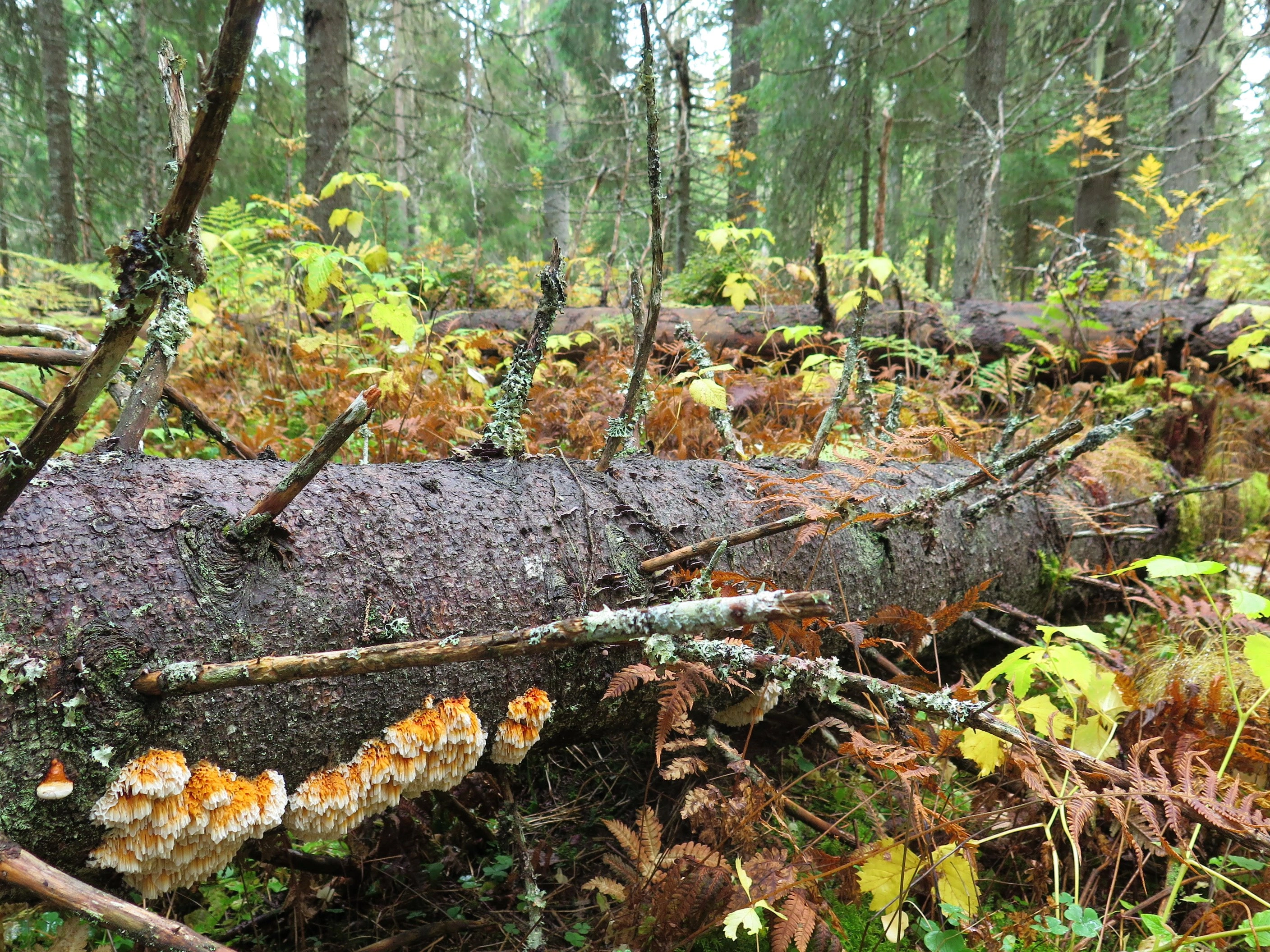 : Pycnoporellus alboluteus.