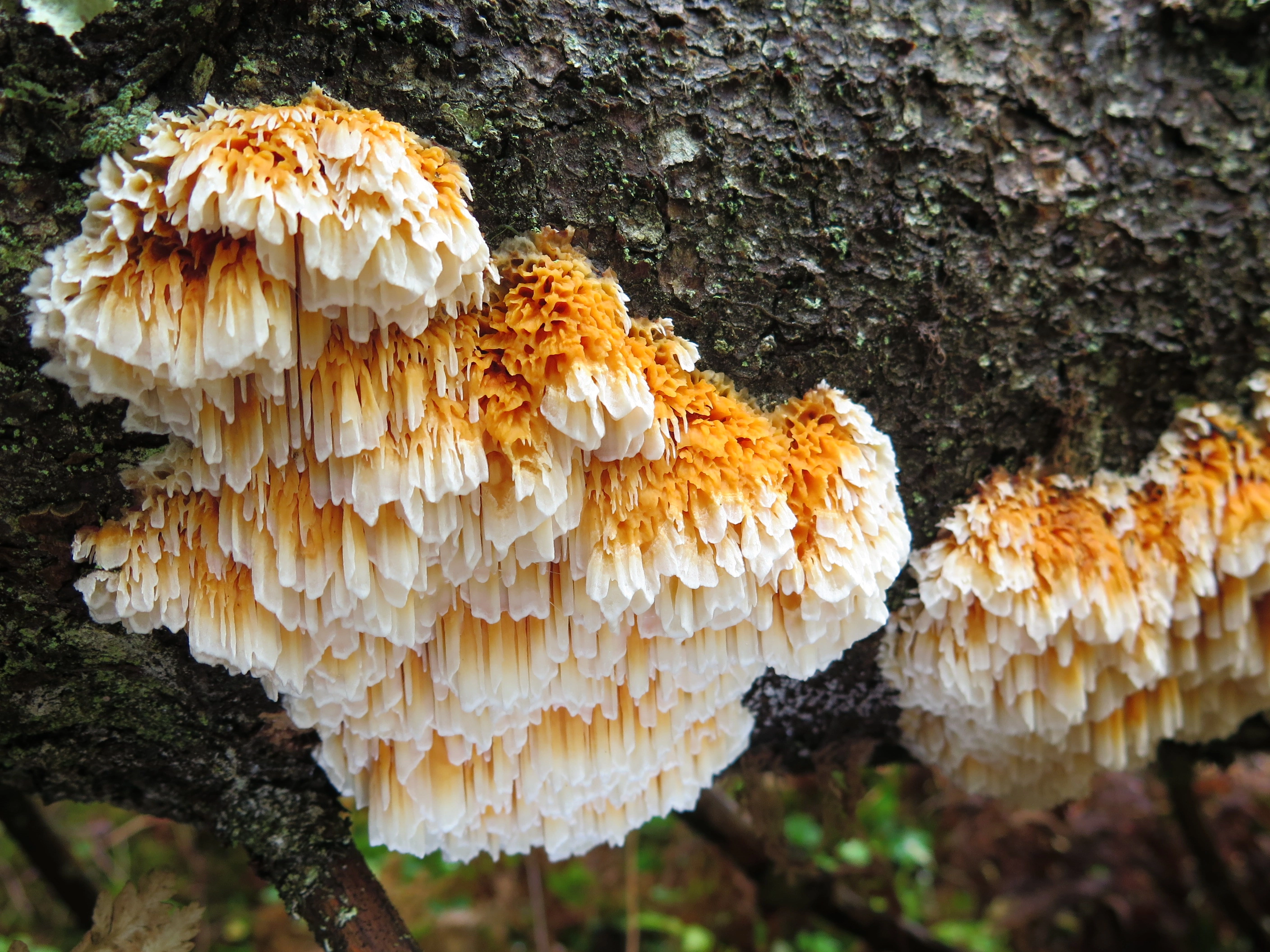 : Pycnoporellus alboluteus.