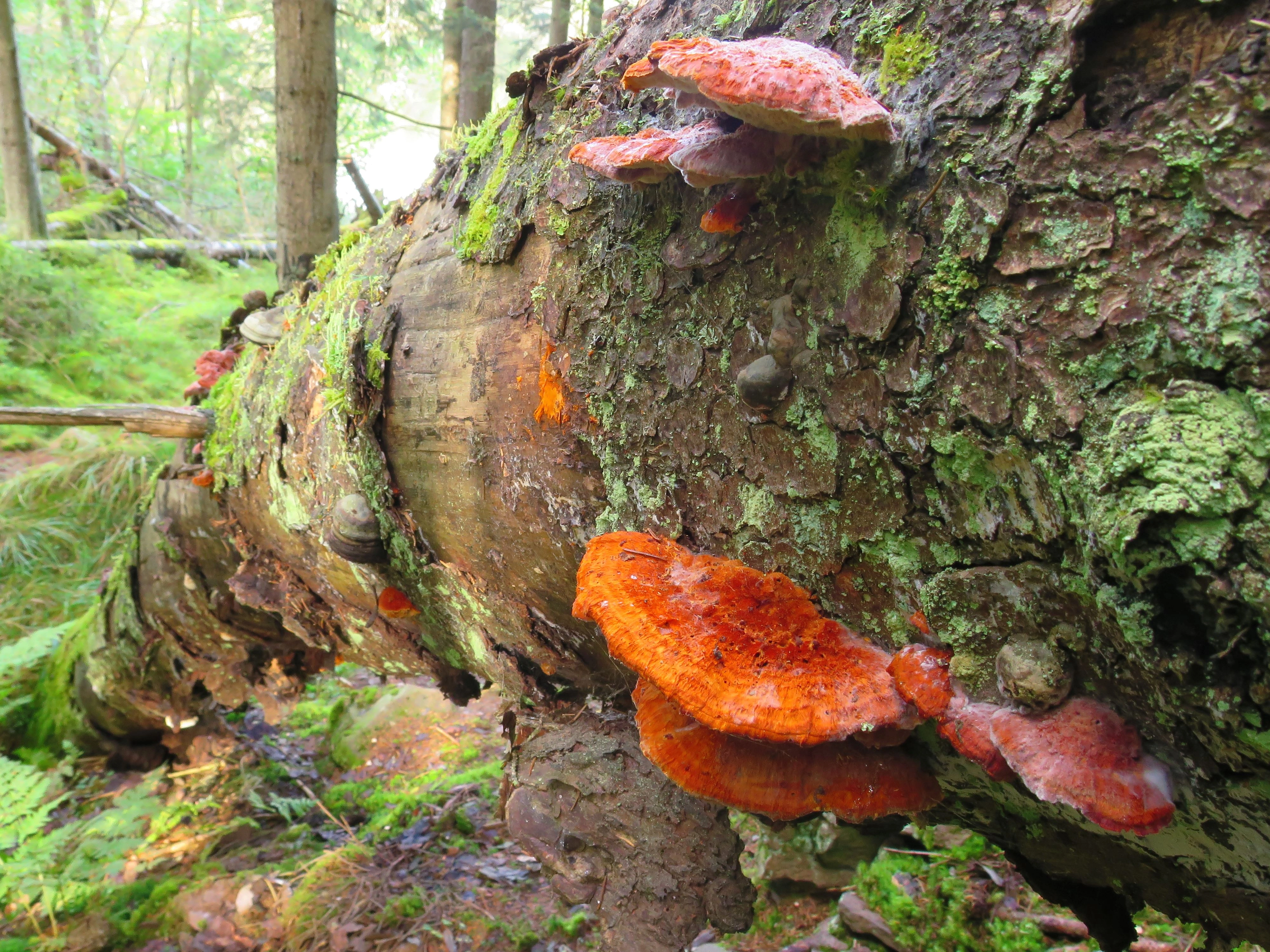 : Pycnoporellus fulgens.