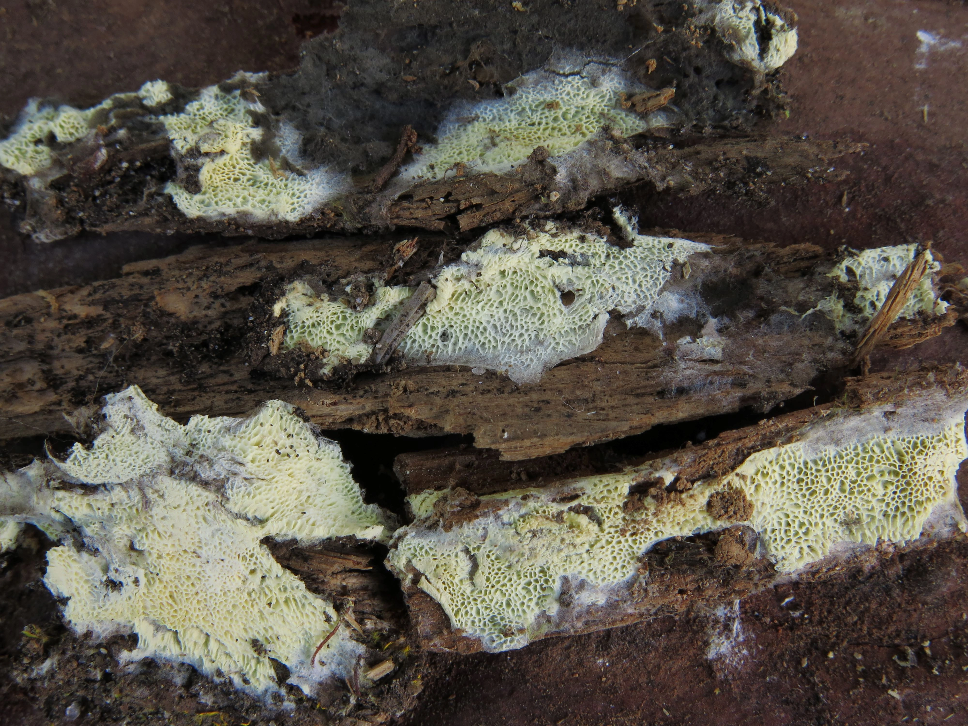 : Sistotrema albopallescens.