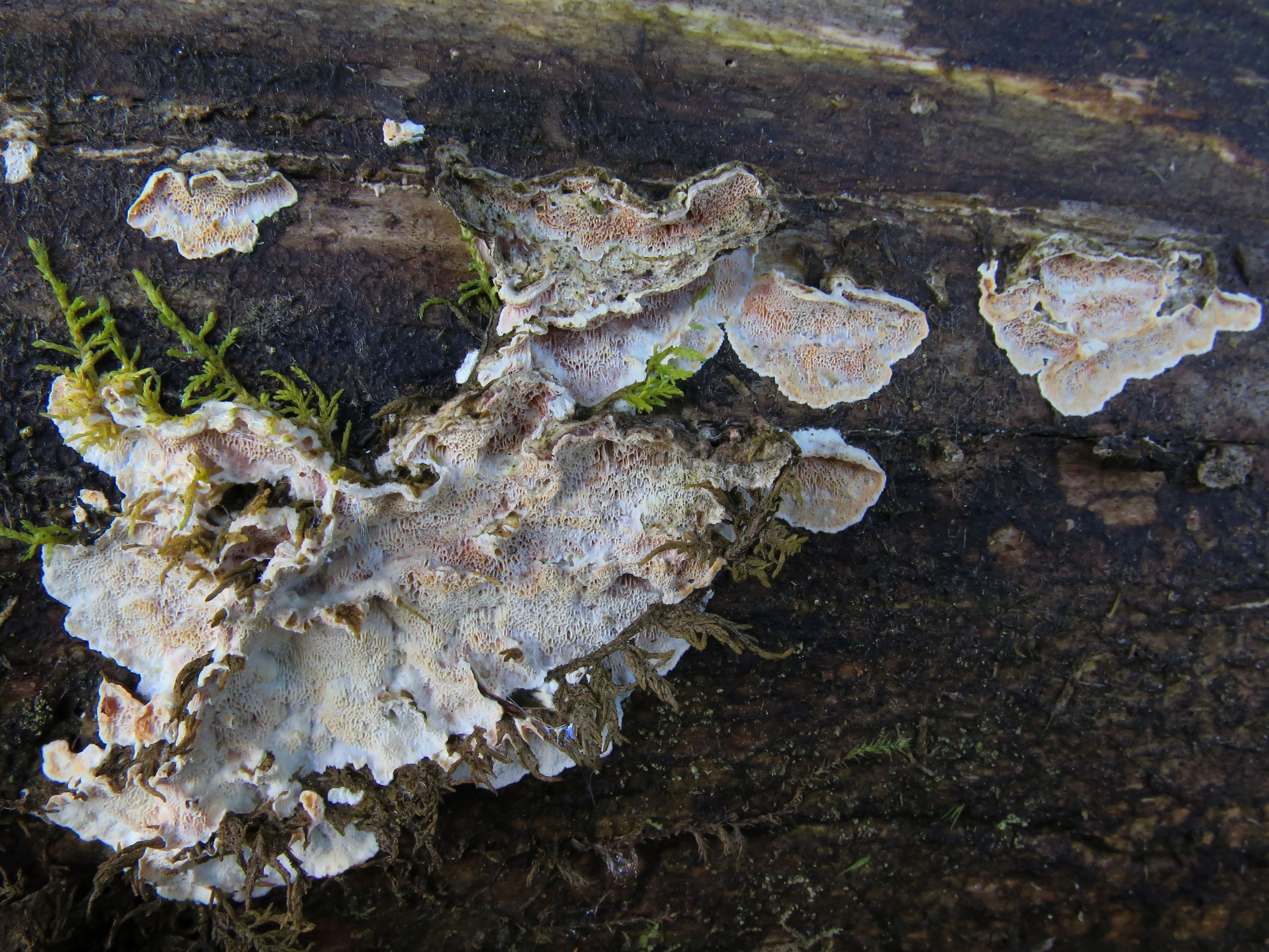 : Skeletocutis amorpha.