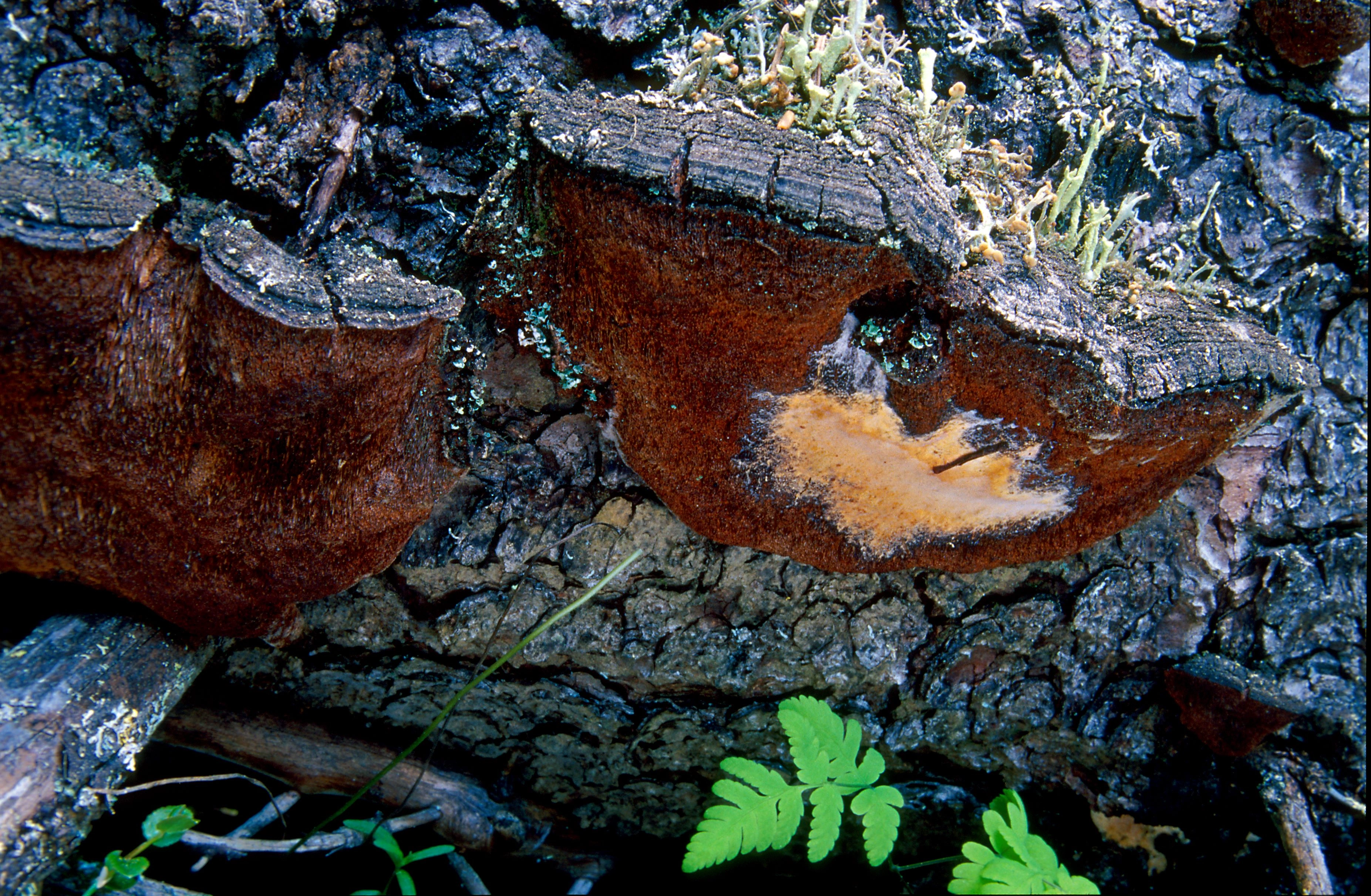 : Skeletocutis chrysella.