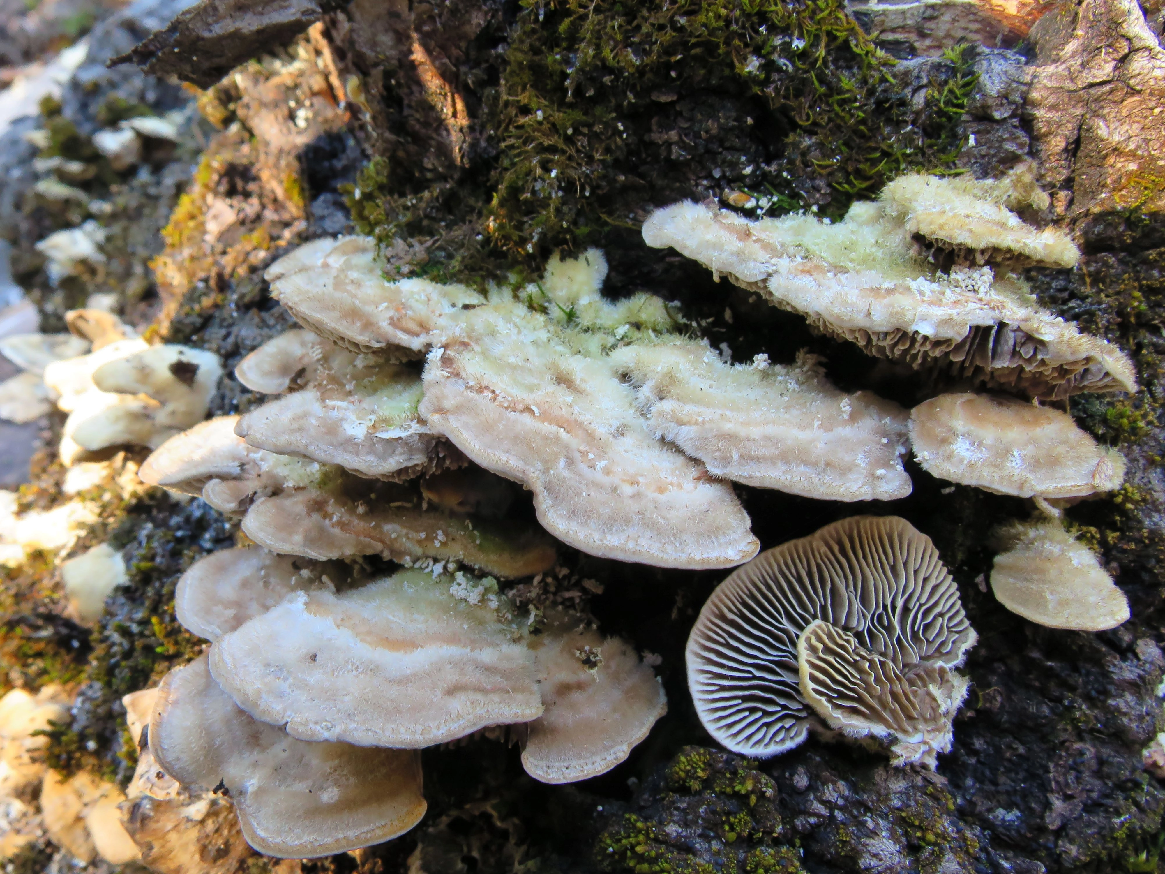 : Trametes betulina.