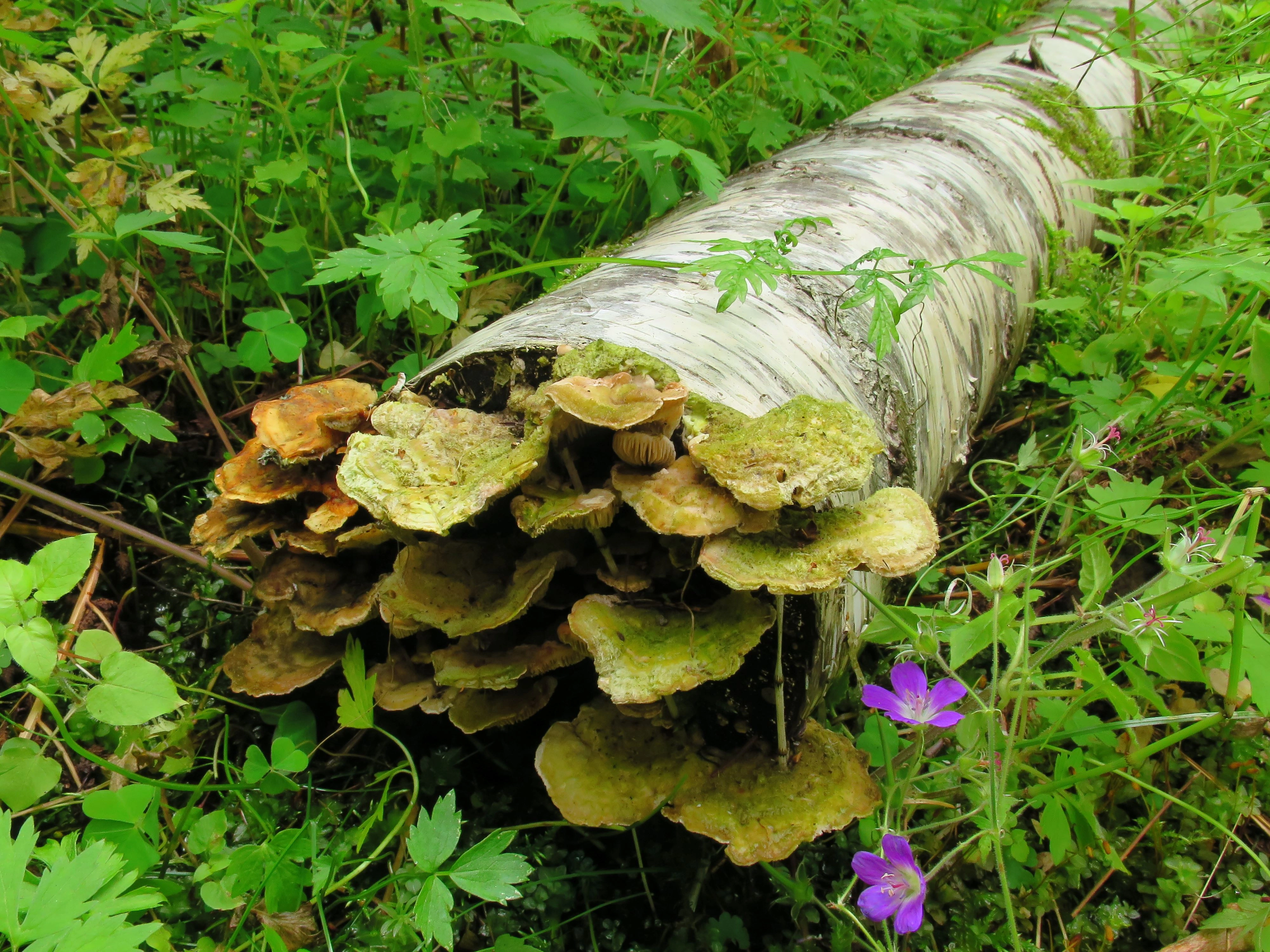 : Trametes betulina.