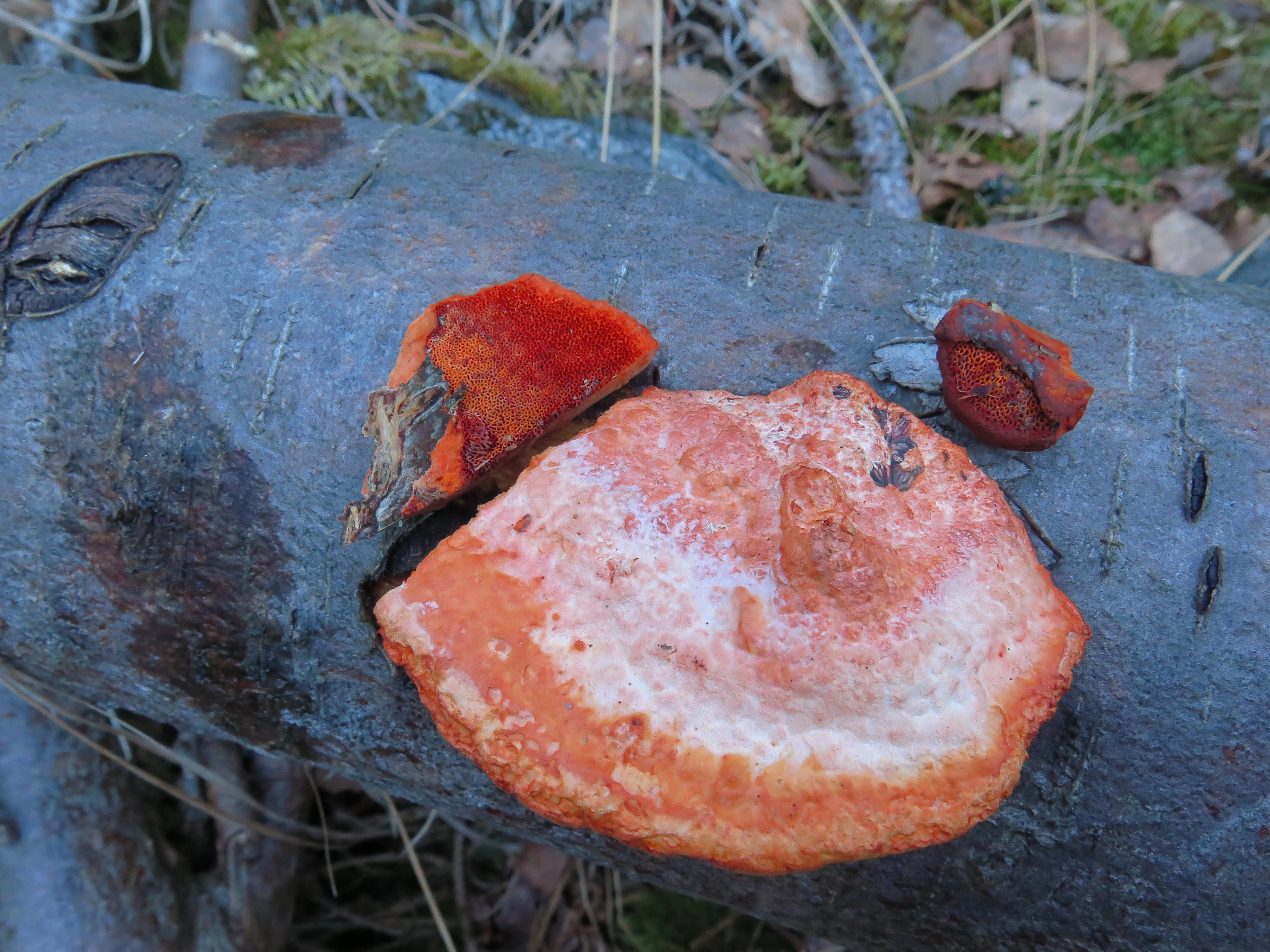 : Trametes cinnabarina.