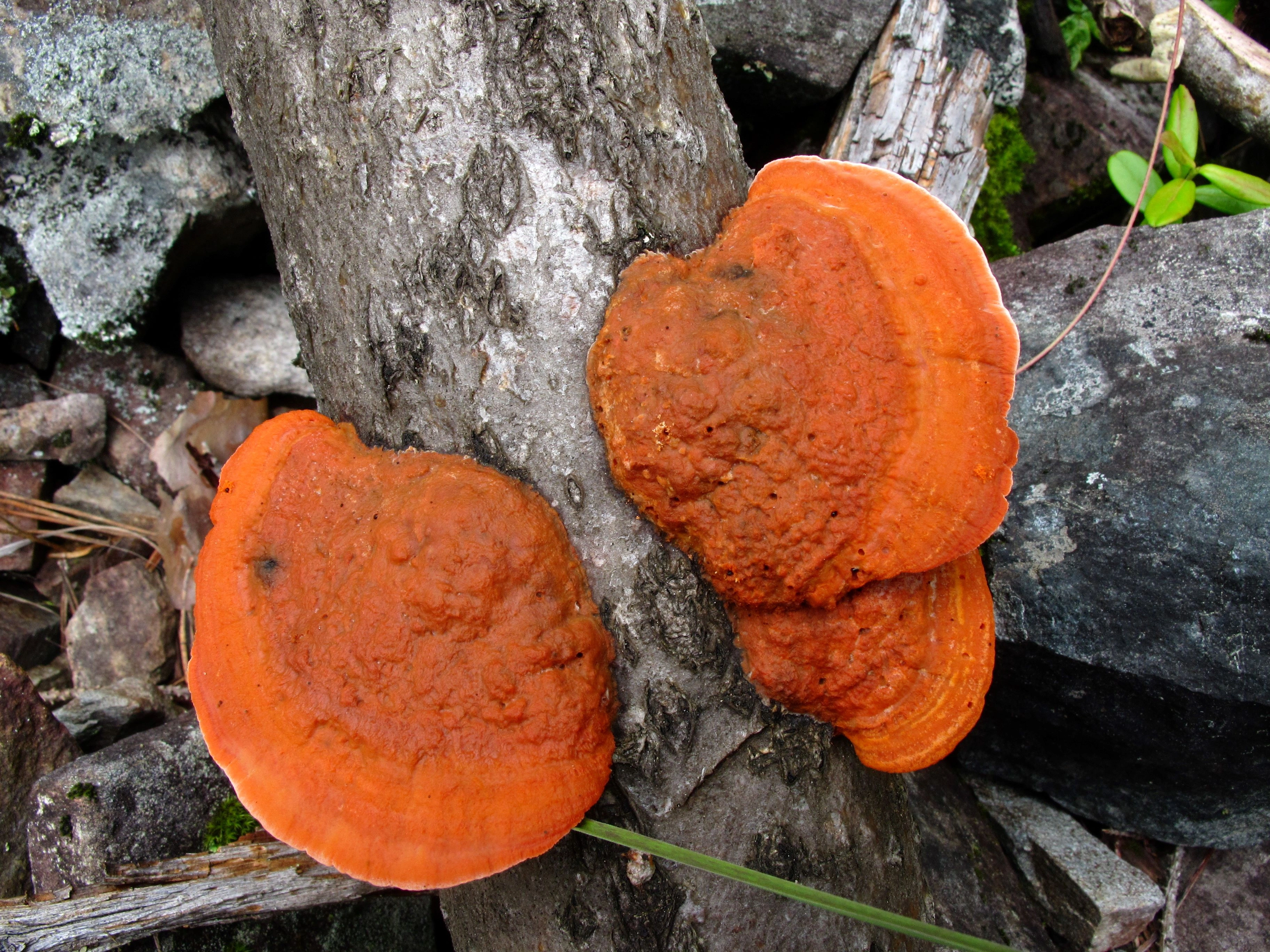 : Trametes cinnabarina.