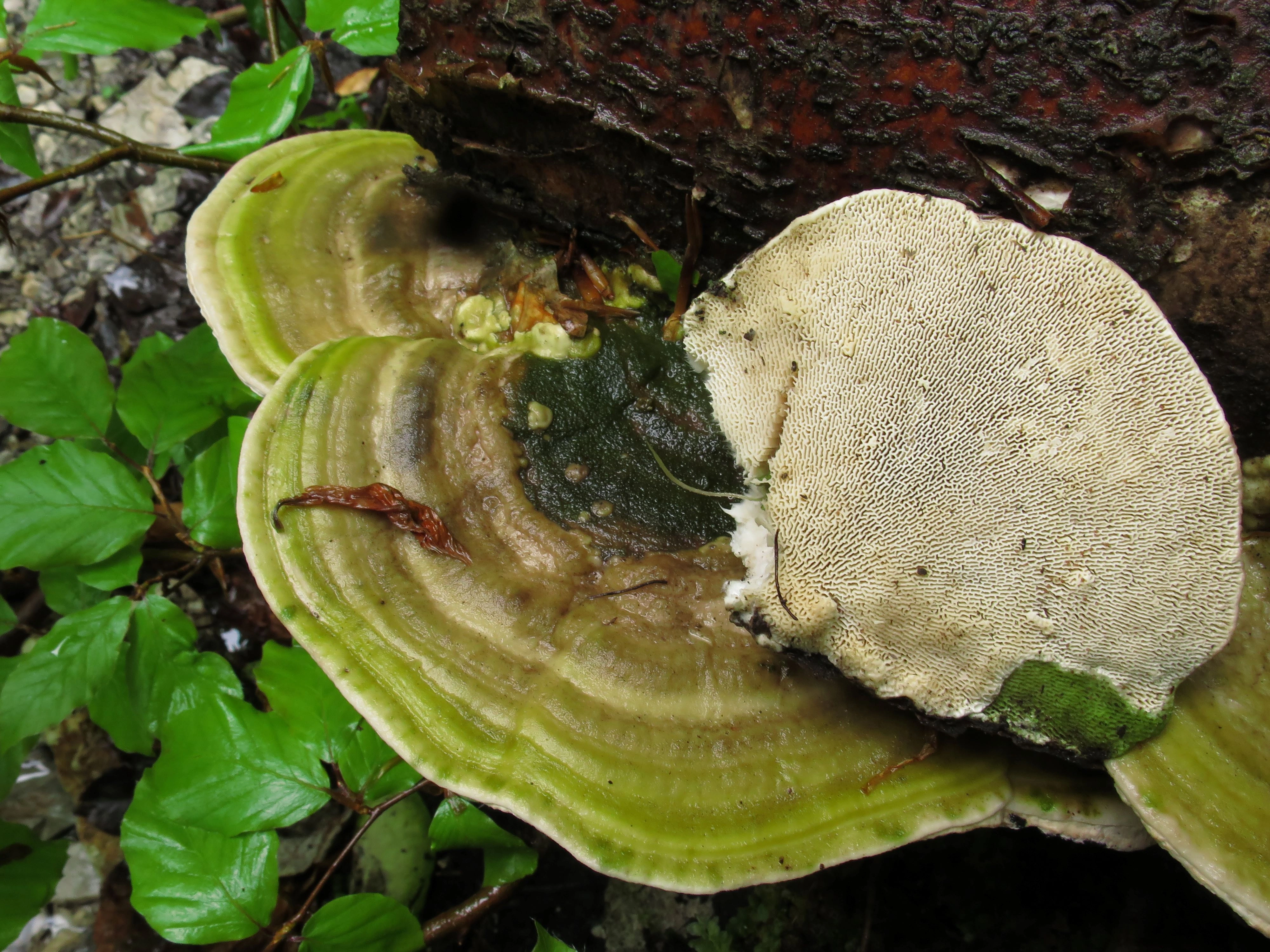 : Trametes gibbosa.