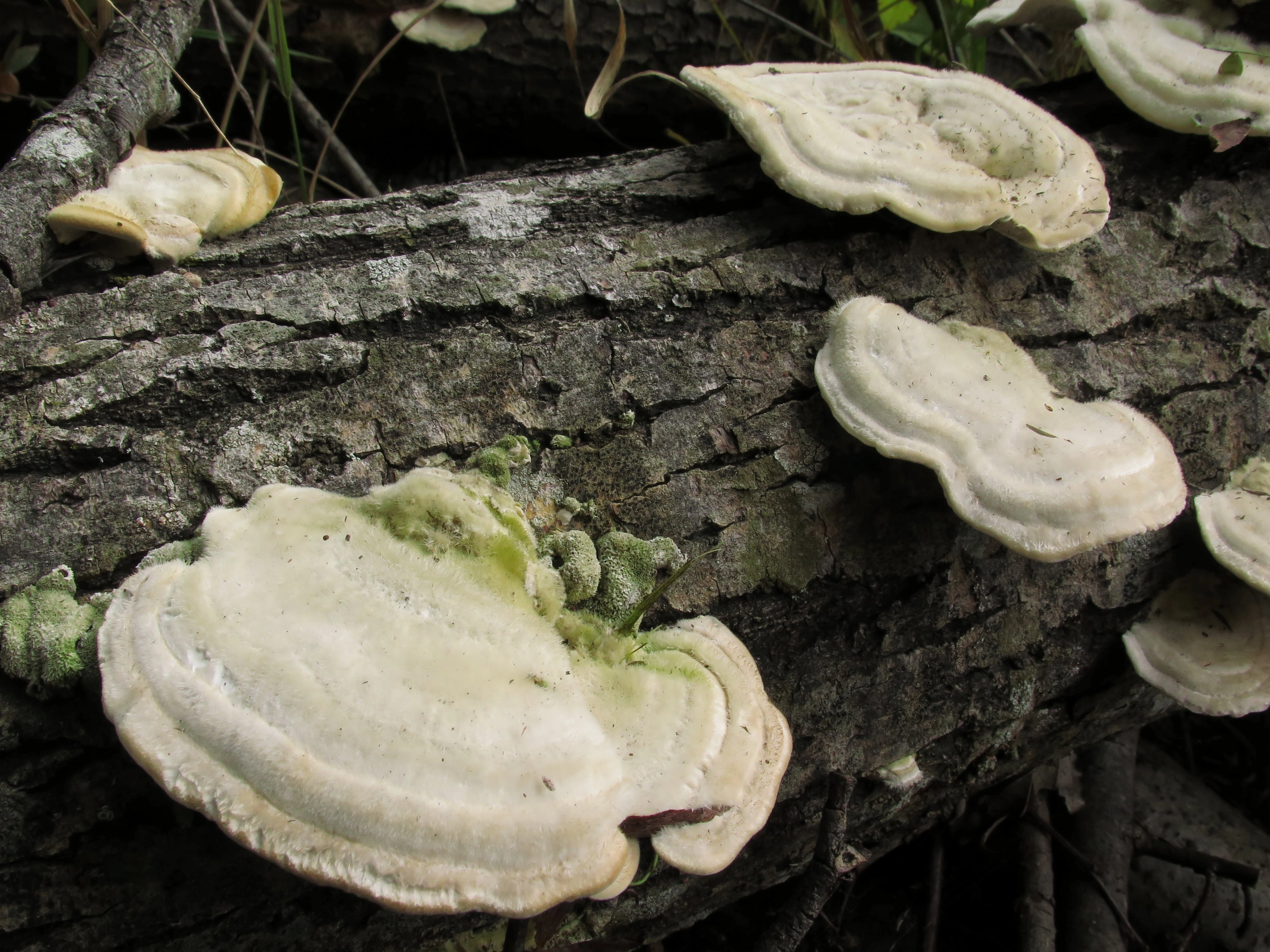 : Trametes hirsuta.