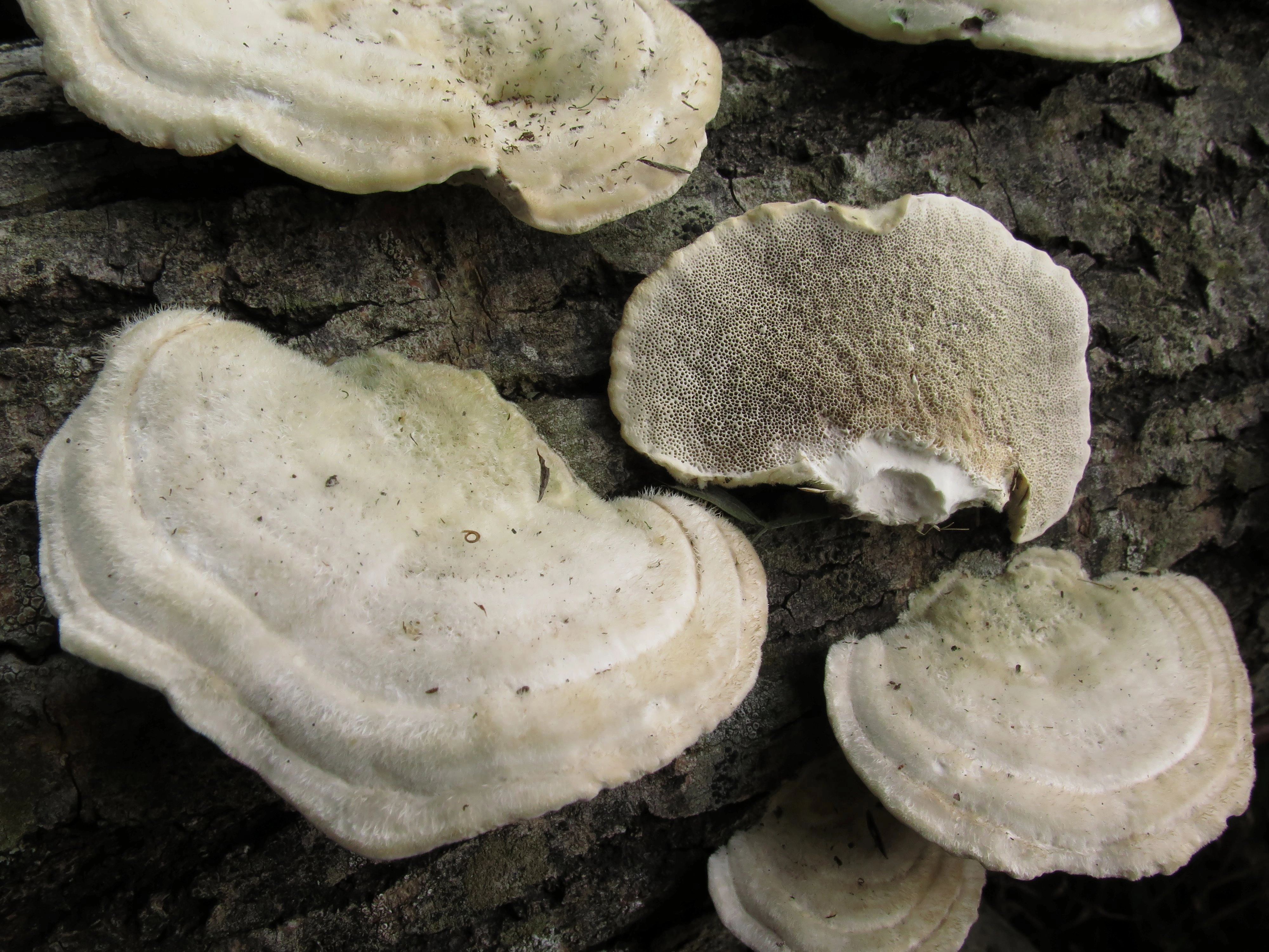 : Trametes hirsuta.